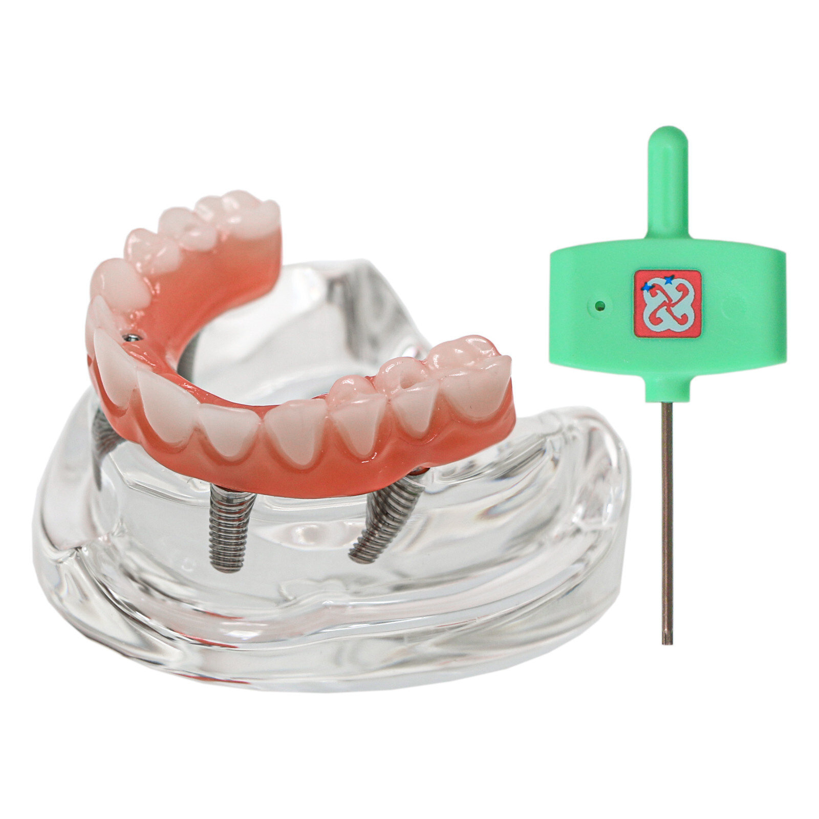 US Dental Implant Model Upper/Low Jaw All-on-4 All-on-6 treatment Demonstration