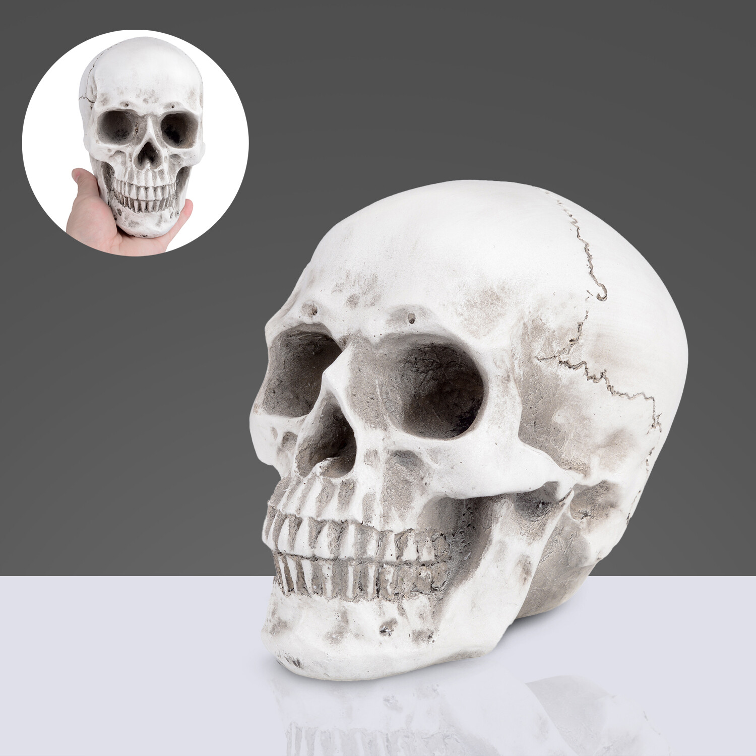 Retro Human Skull Replica Resin Anatomical Model Medical Life Size Realistic 1:1