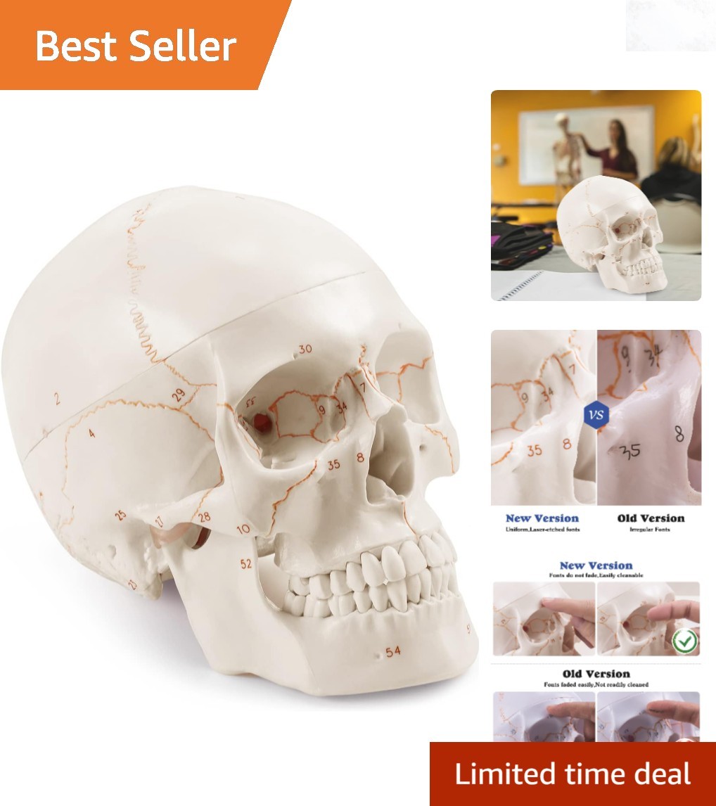 Anatomical Human Skull Model Wall Decor 11-13in 3-Part Disassemblable