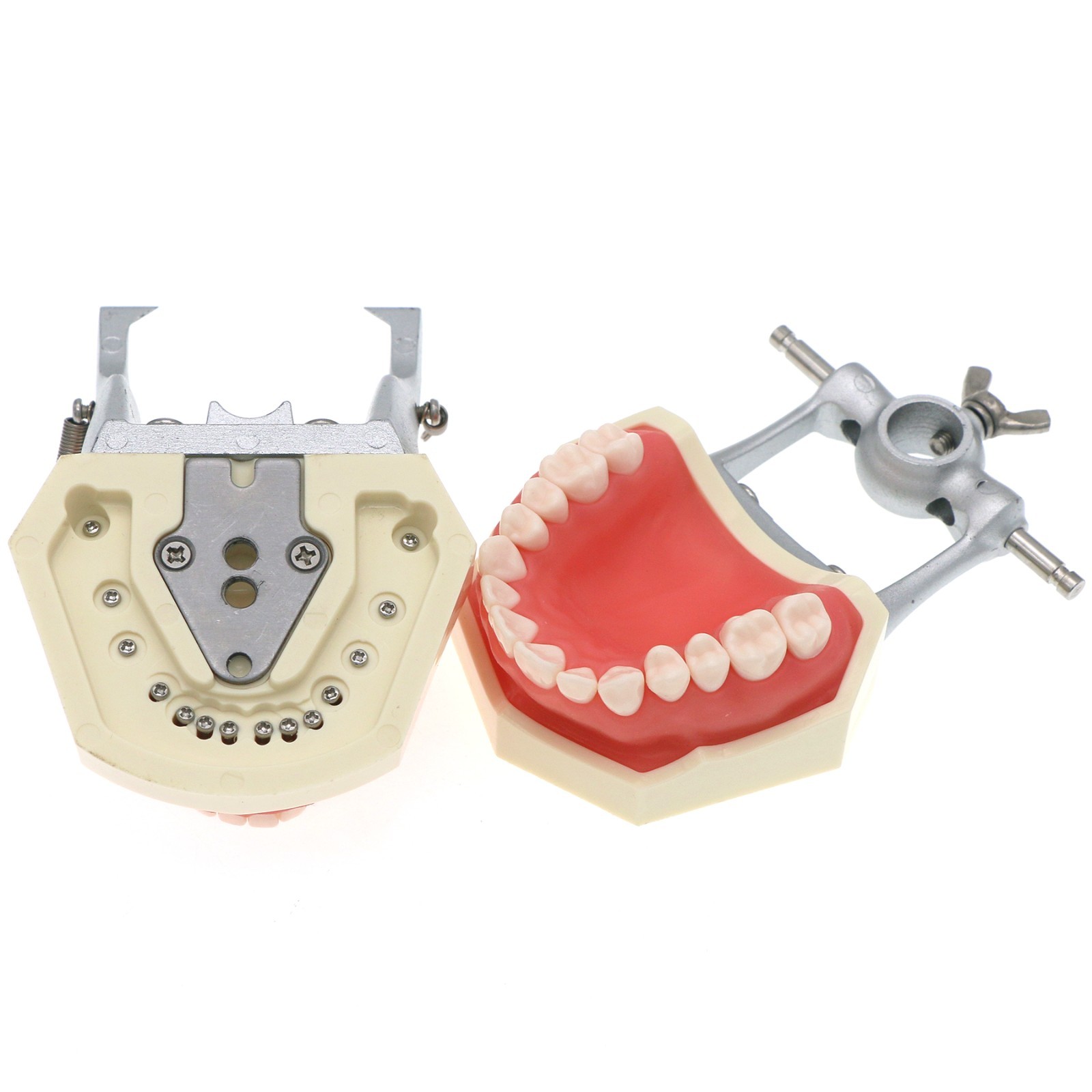 Dental 28 Pieces 200 Typodont Teeth Model with Caries Spots Fits Kilgore Nissin