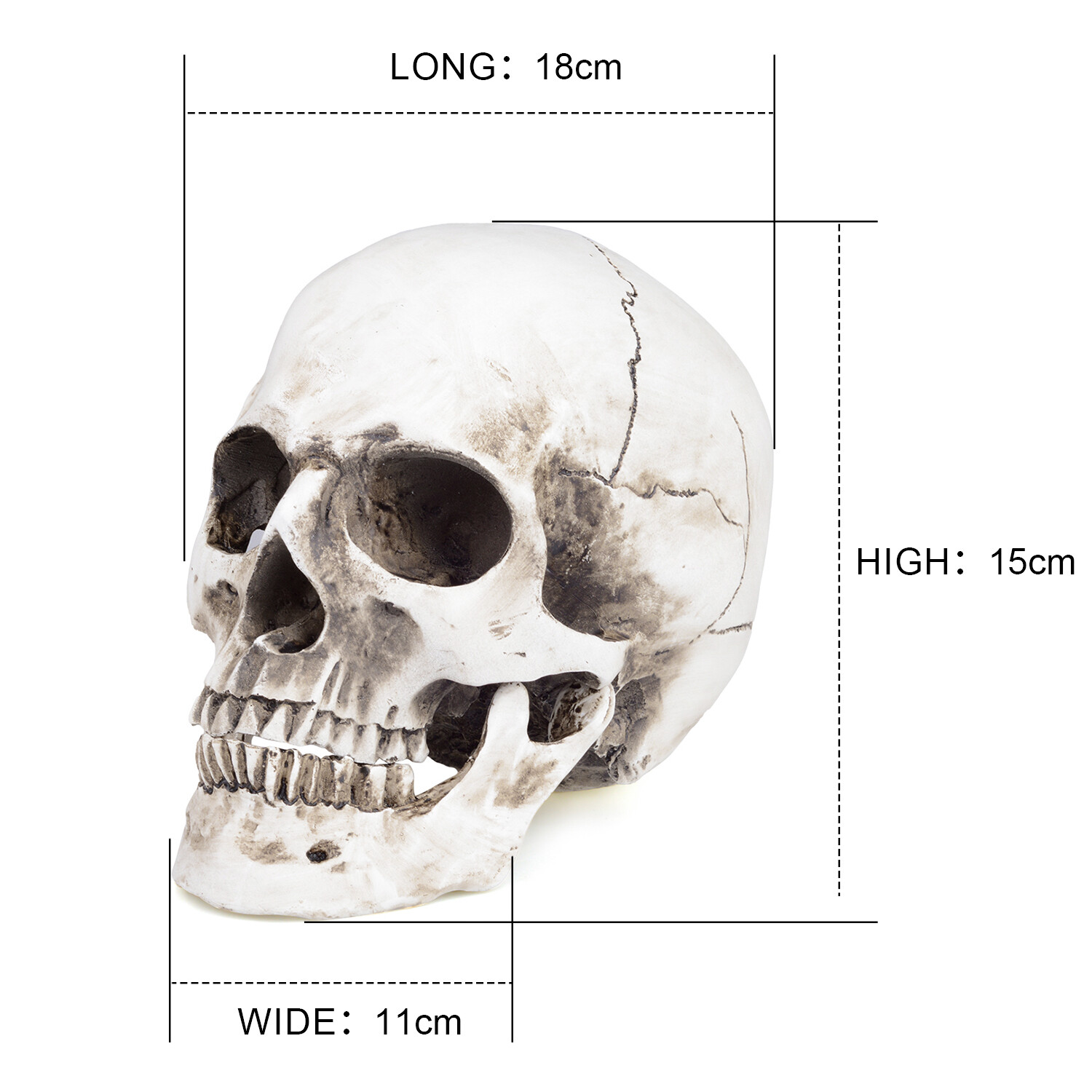 1:1 Retro Realistic HumanSkull Replica Resin Anatomical Model Removable Chin/Jaw