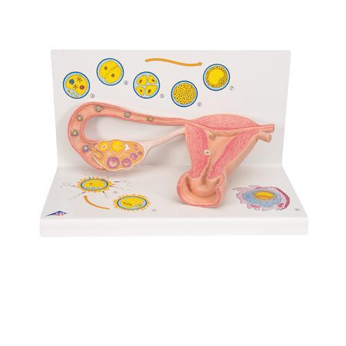 3B Scientific L01 Stages of Fertilization & Embryo- 2x Life Size Uterus Model