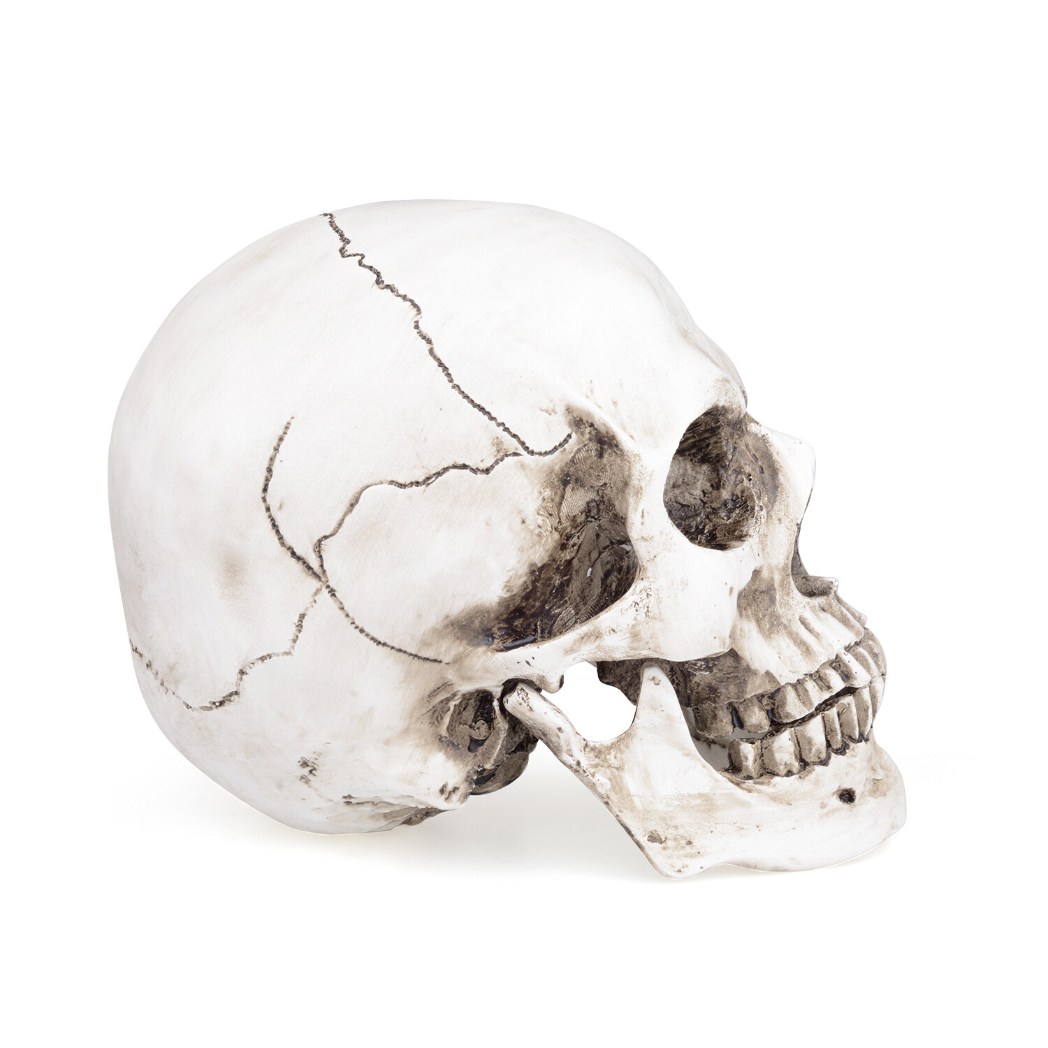 1:1 Retro HumanSkull Replica Resin Anatomical Model Removable Jaw/Chin Realistic