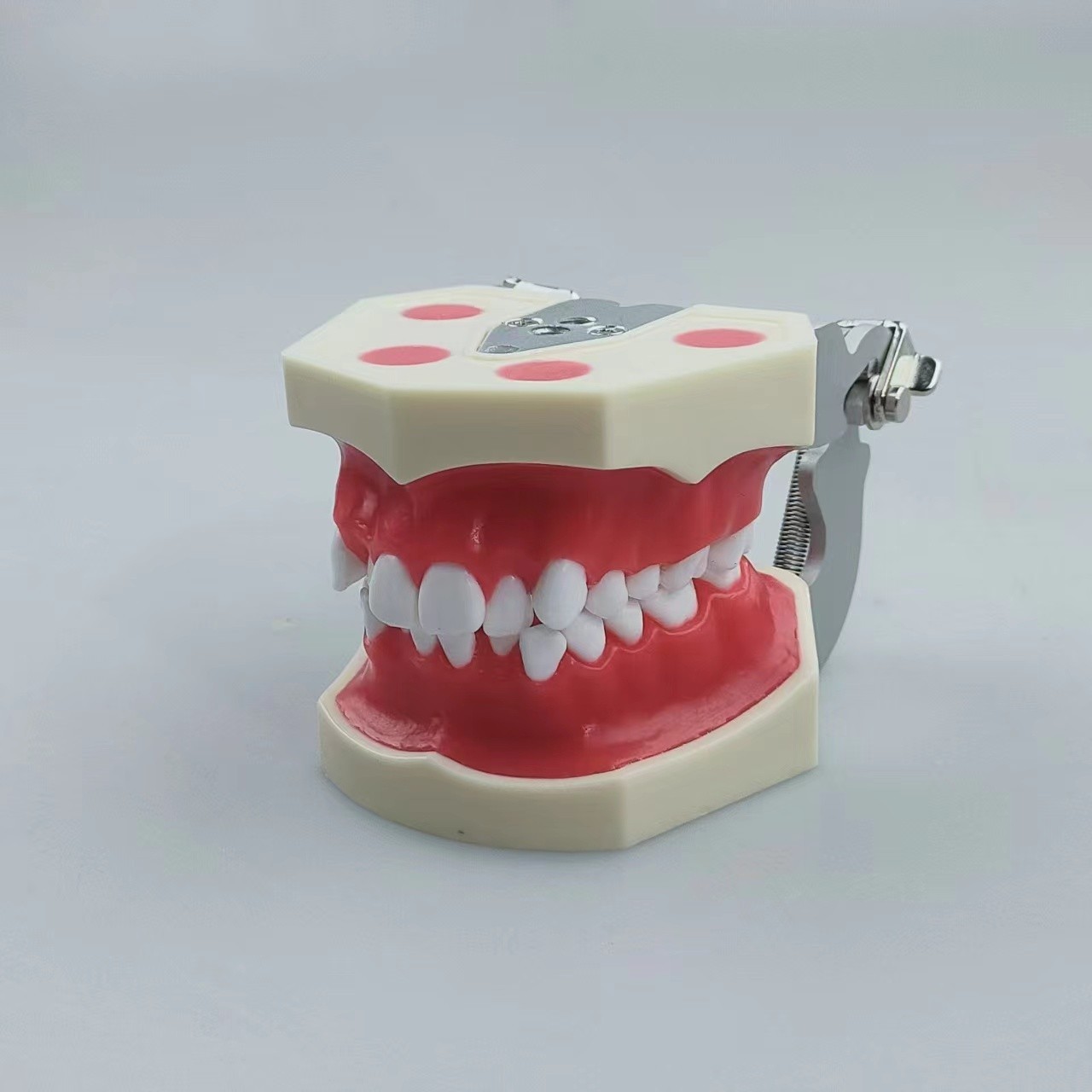 New Reusable Dental Practical Training Model/typodont/orthodontics Wax Model