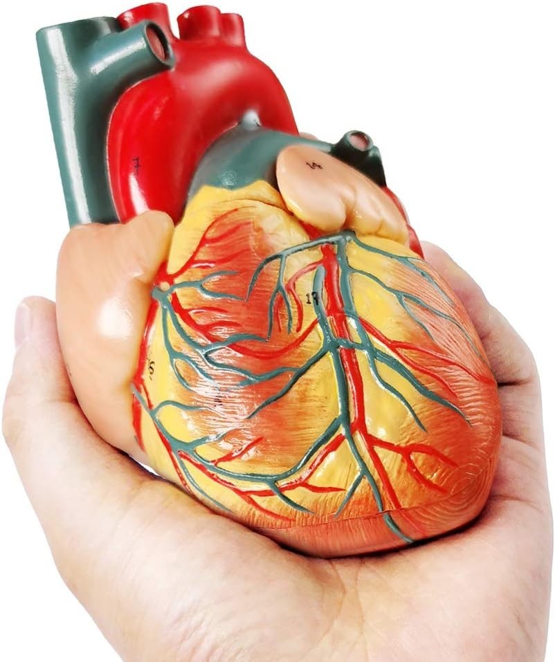 2-Parts 1:1 Anatomical Human Heart Model for Teaching Cardiology Nursing school