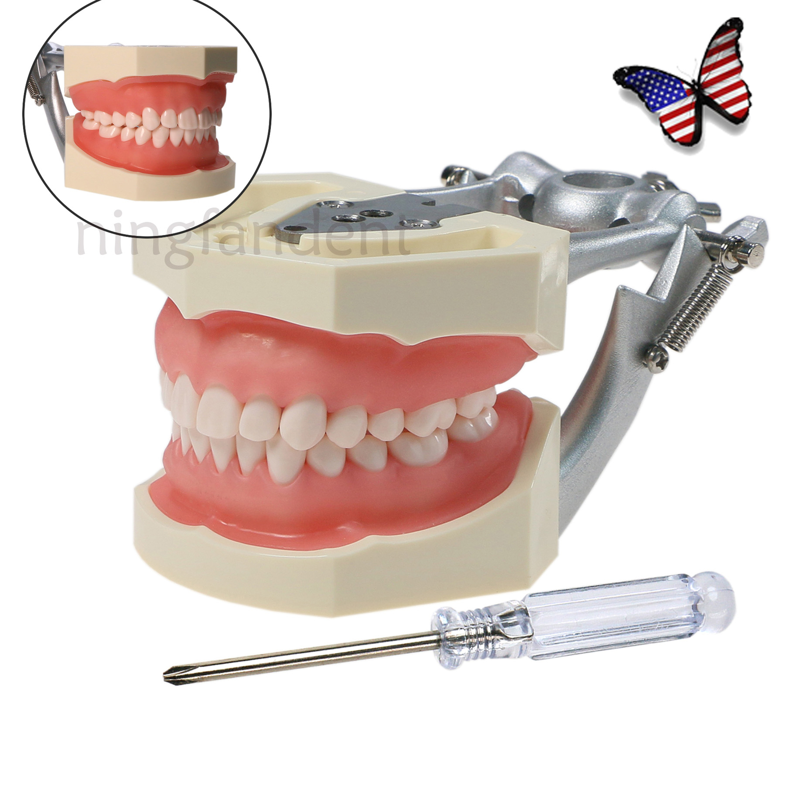 US 28Pcs Dental Typodont Teeth Model fits Kilgore NISSIN 200 Type Teeth Teeth