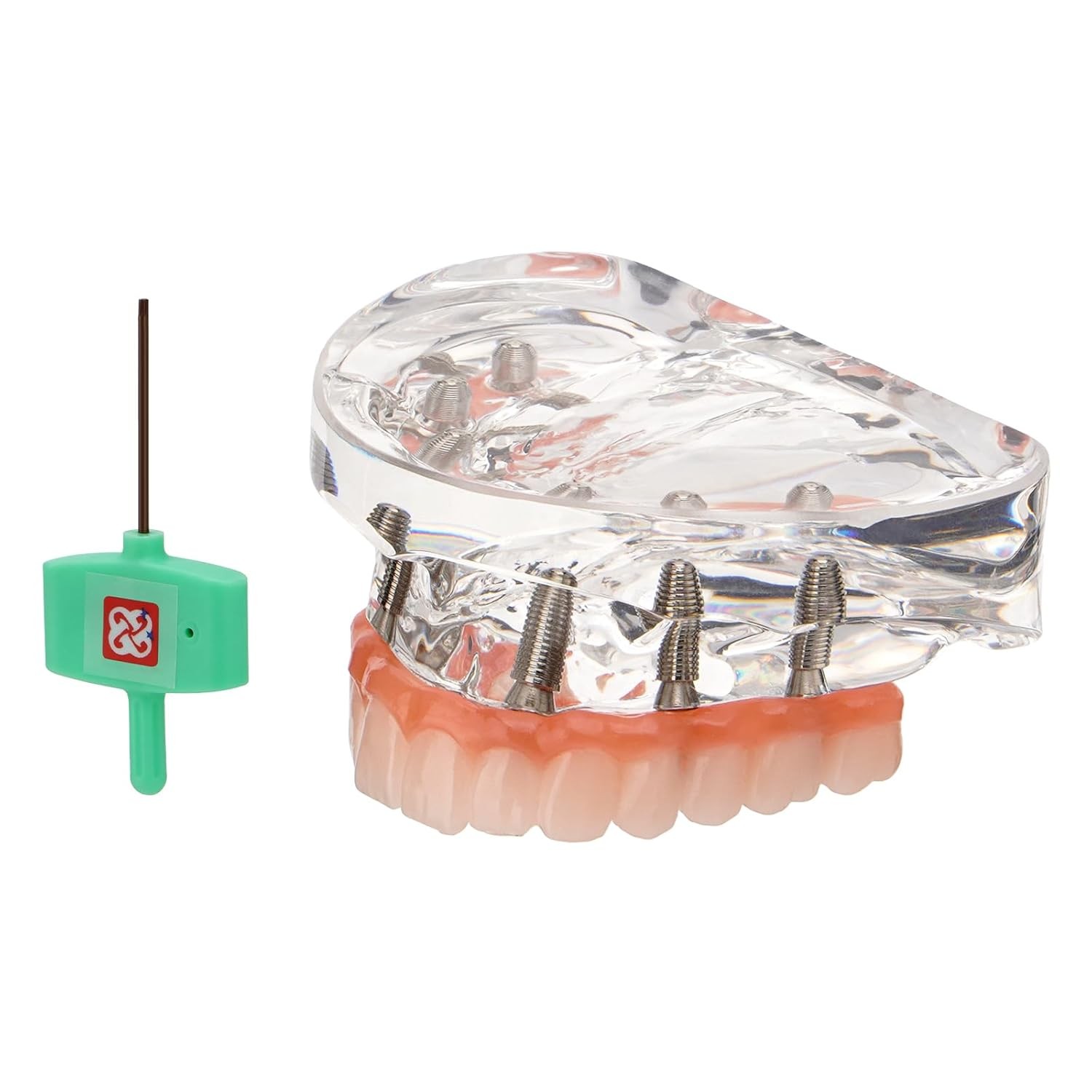 US Dental Implant Overdenture Model All-On-6 Treatment Upper jaw 6 Screws Clear