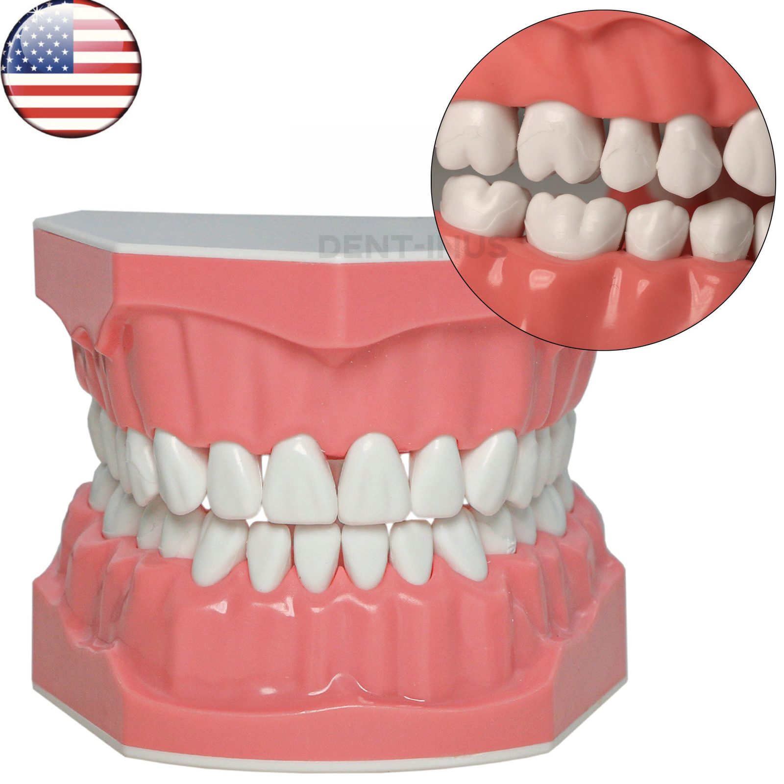US Dental Teeth Typodont Model for Brushing Flossing Practice Teaching Study