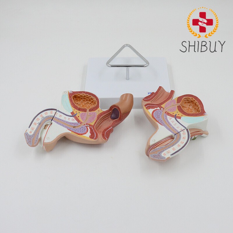 1:1 Size Male internal and external genitalia Medical Teaching Anatomical Model