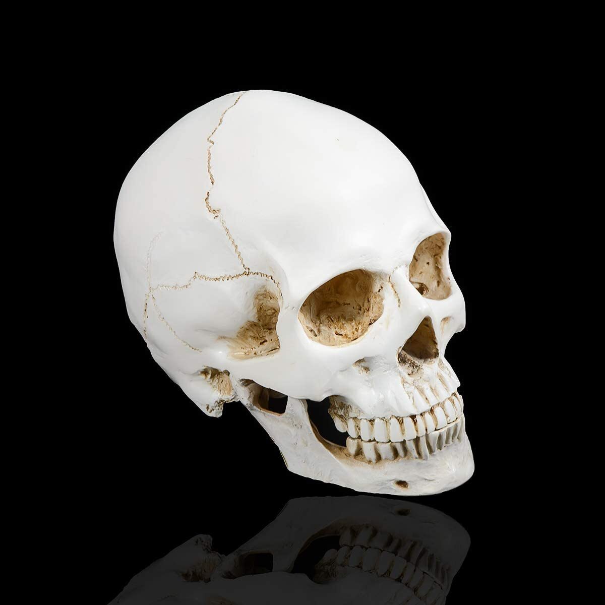 Realistic 1:1 Retro Human Skull Model Life Size Anatomical Skeleton Head M/L US