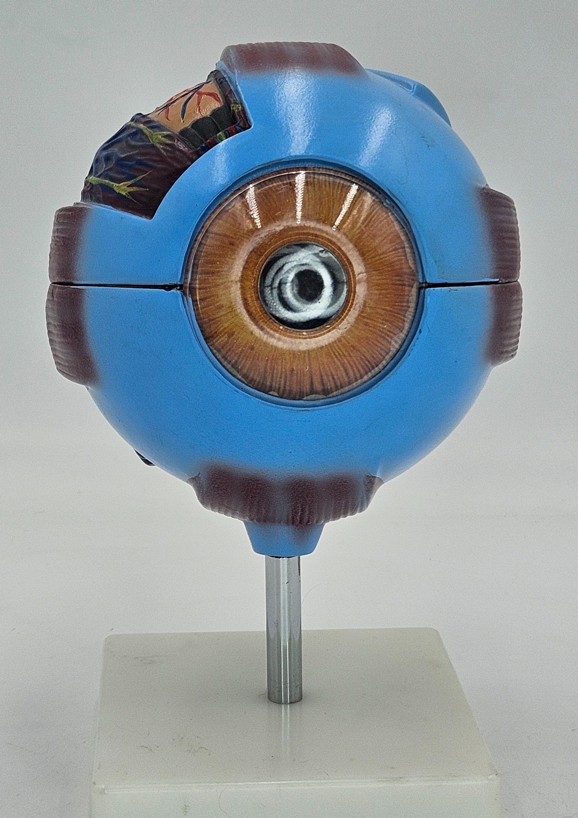 Eyeball Medical Teaching Model Multiple Pieces on Stand Anatomical