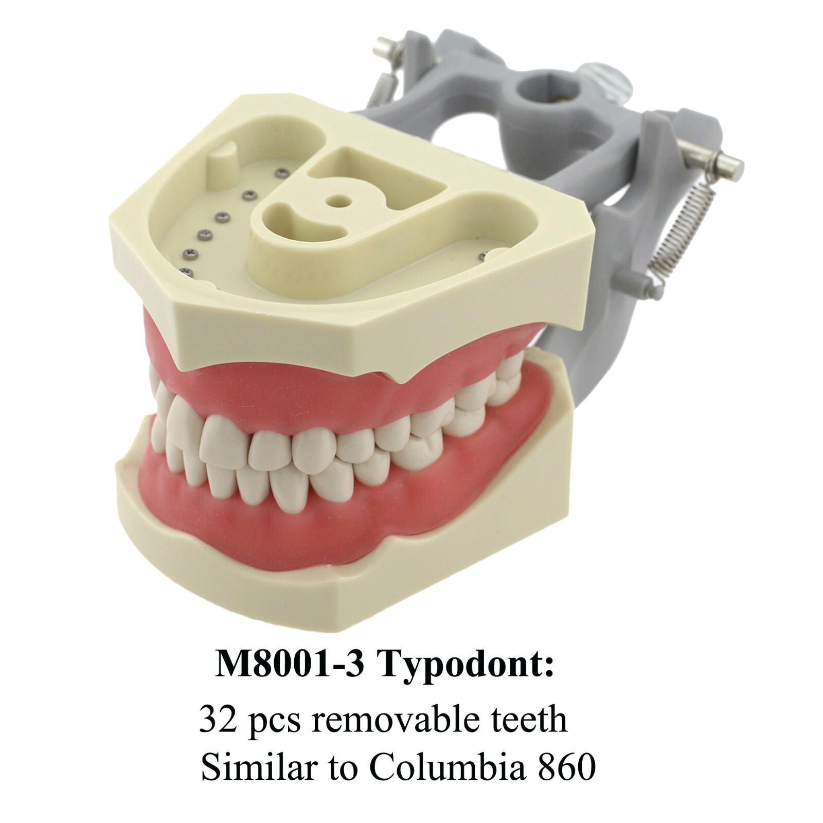 Dental Columbia 860 Style Typodont Model Mounting Pole Replacement Teeth 32 Pcs