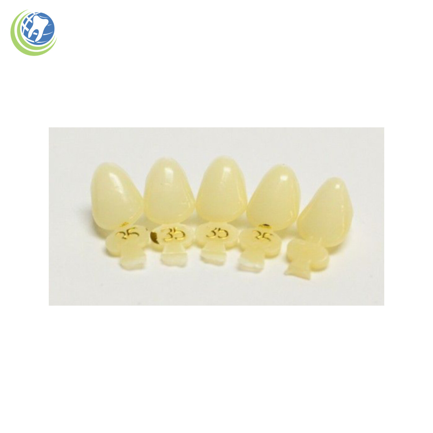 Tooth #11 & #22 Tooth Upper or Lower Left Cuspid Polycarbonate Crowns Cap Refill