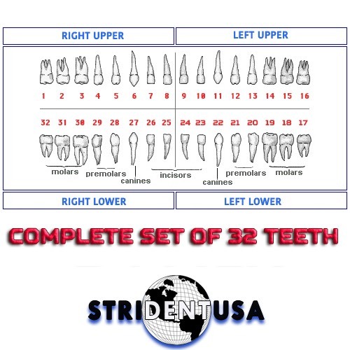 Ivorine Teeth Replacement Set for MODEL 560 (All 32 Teeth). Columbia Compatible