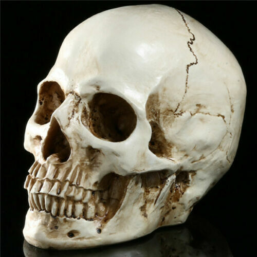 1:1 Life Size Replica Human Skull Resin Model Realistic Medical Retro Art Teach