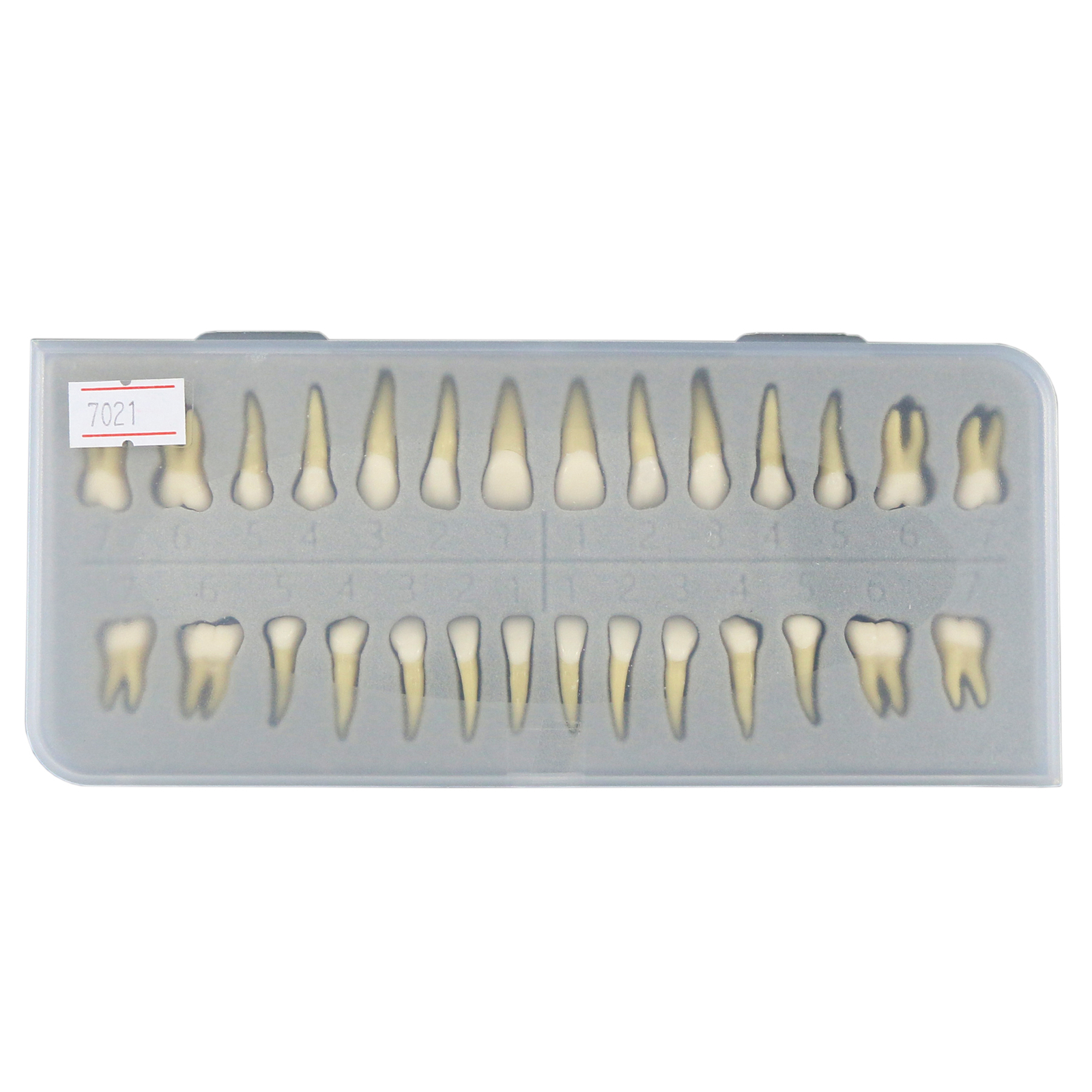 Dental Typodont Standard Teeth Model Study Teach Demo Soft Gum Removable Teeth