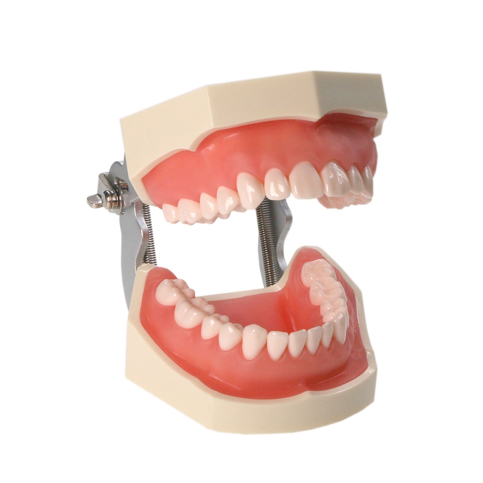 US Dental Typodont Model 28/32Pcs Teeth Fit Kilgore NISSIN 500/Columbia 860 Type