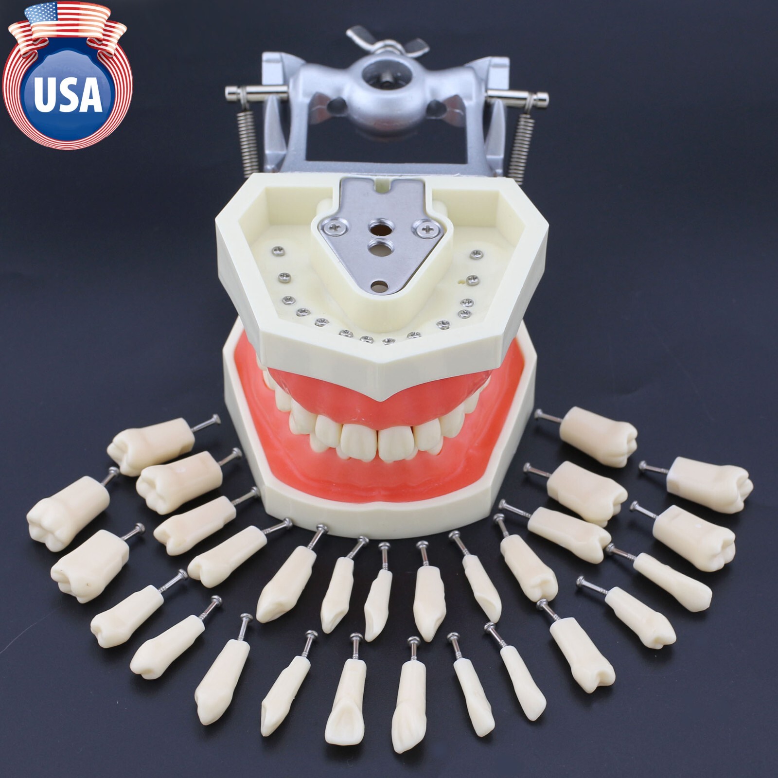 Kilgore Nissin 200 Type Dental Typodont Model 28 Removable Teeth Mounting Pole
