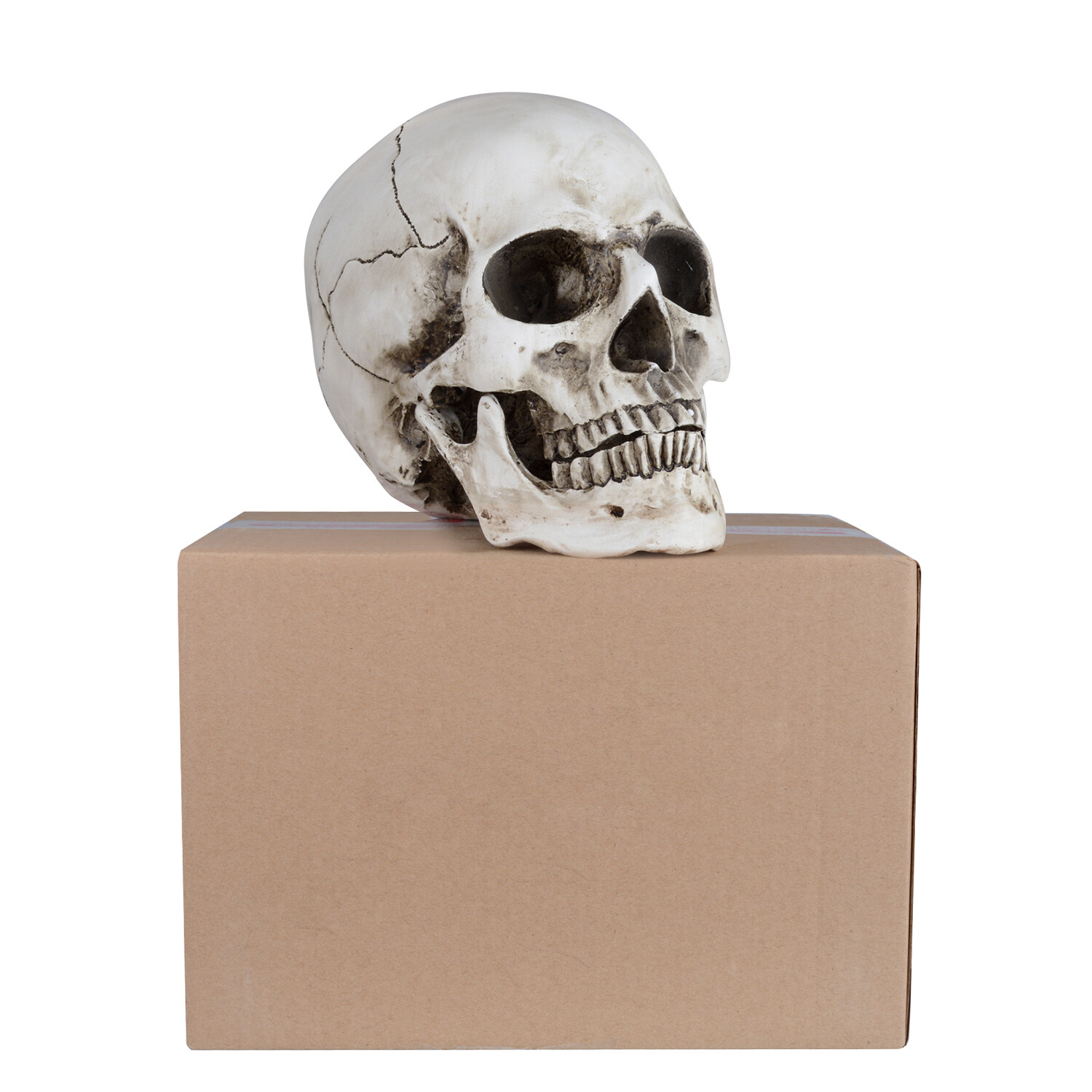 1:1 Retro HumanSkull Replica Resin Anatomical Model Removable Jaw/Chin Realistic