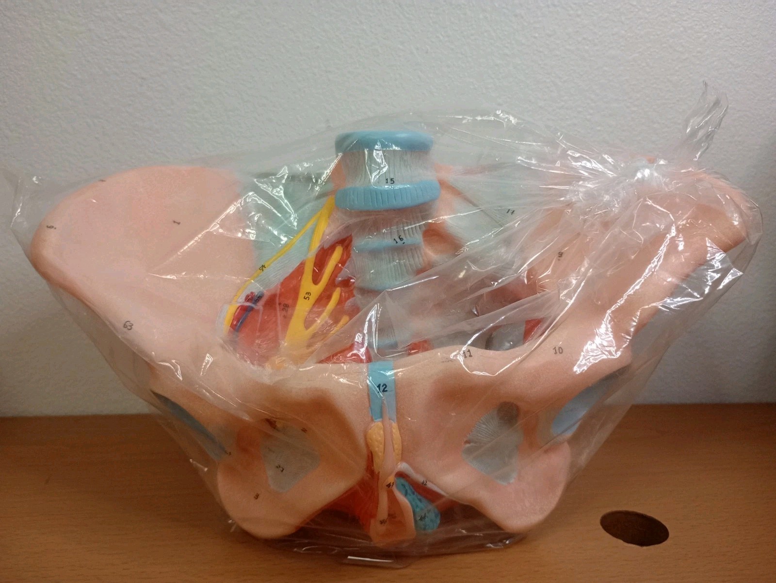 Benilev Female Pelvis Model with Pelvic Floor Muscles Perineal Model All in One