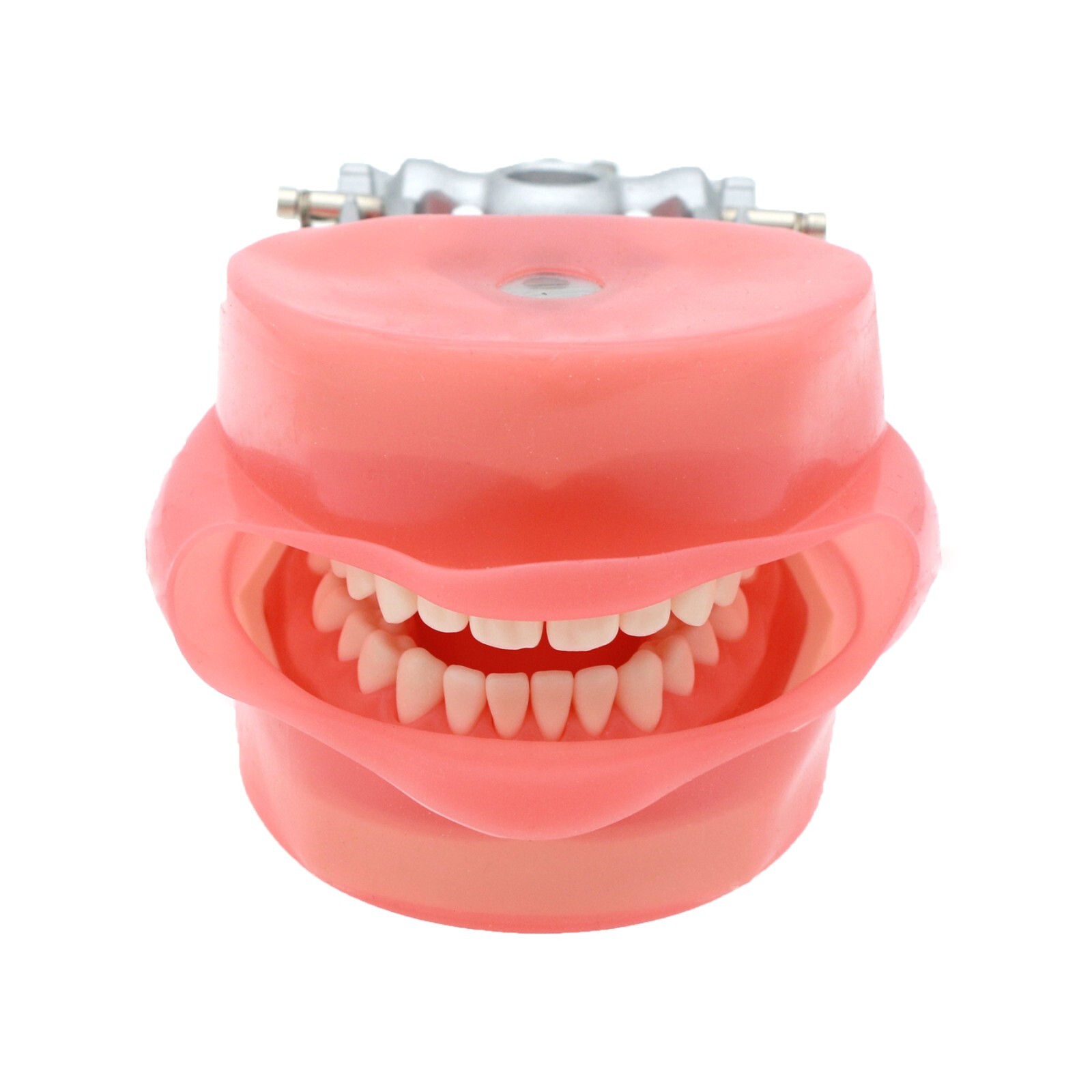 Dental 28 Pieces 200 Typodont Teeth Model with Caries Spots Fits Kilgore Nissin