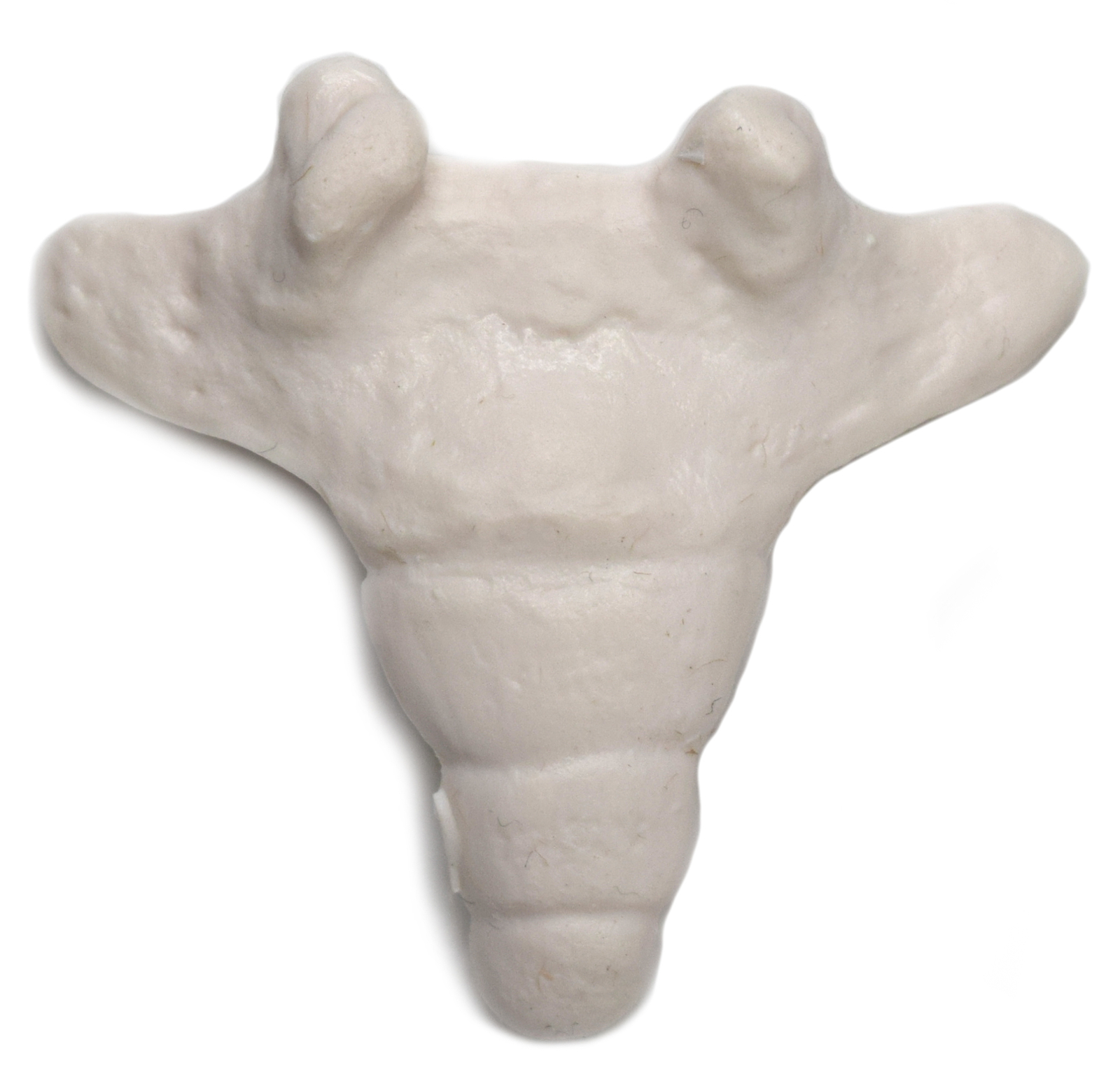 hBARSCI Coccyx Bone Model – Anatomically Accurate, Detailed Human Bone Replica