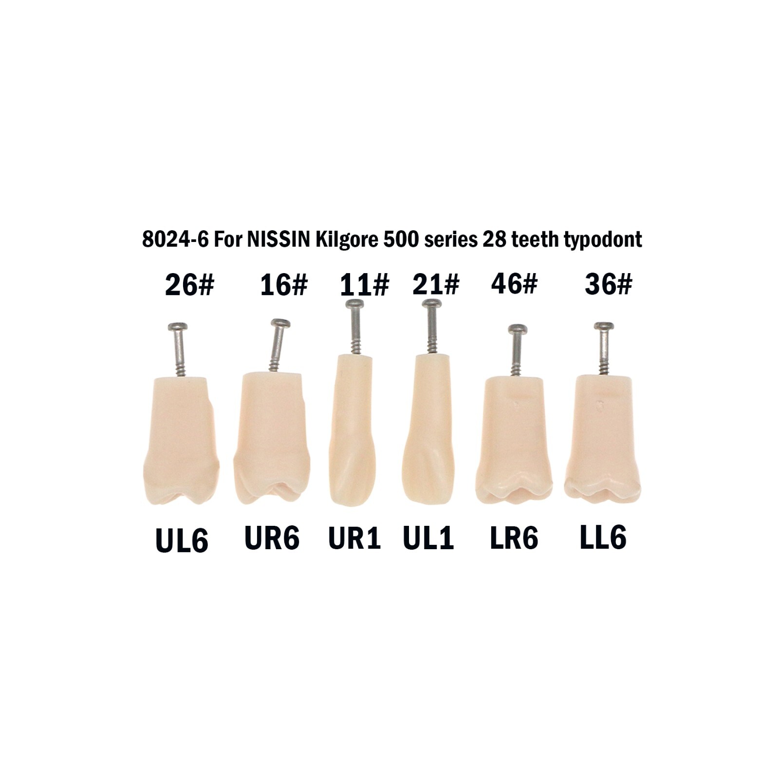 Dental 28 Pieces 200 Typodont Teeth Model with Caries Spots Fits Kilgore Nissin