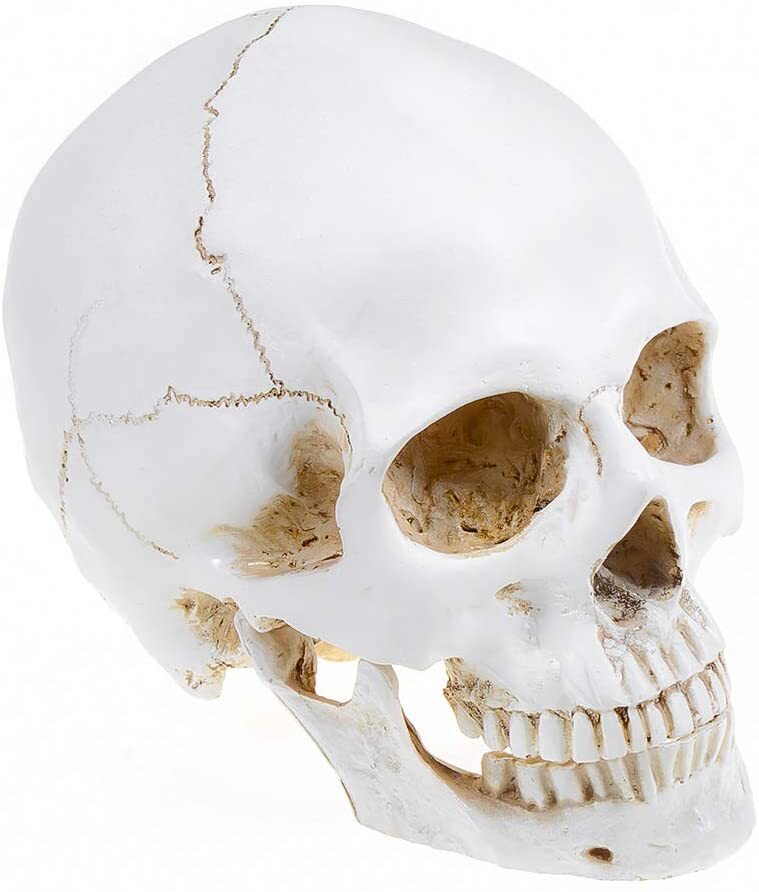 Realistic 1:1 Retro Human Skull Model Life Size Anatomical Skeleton Head M/L US