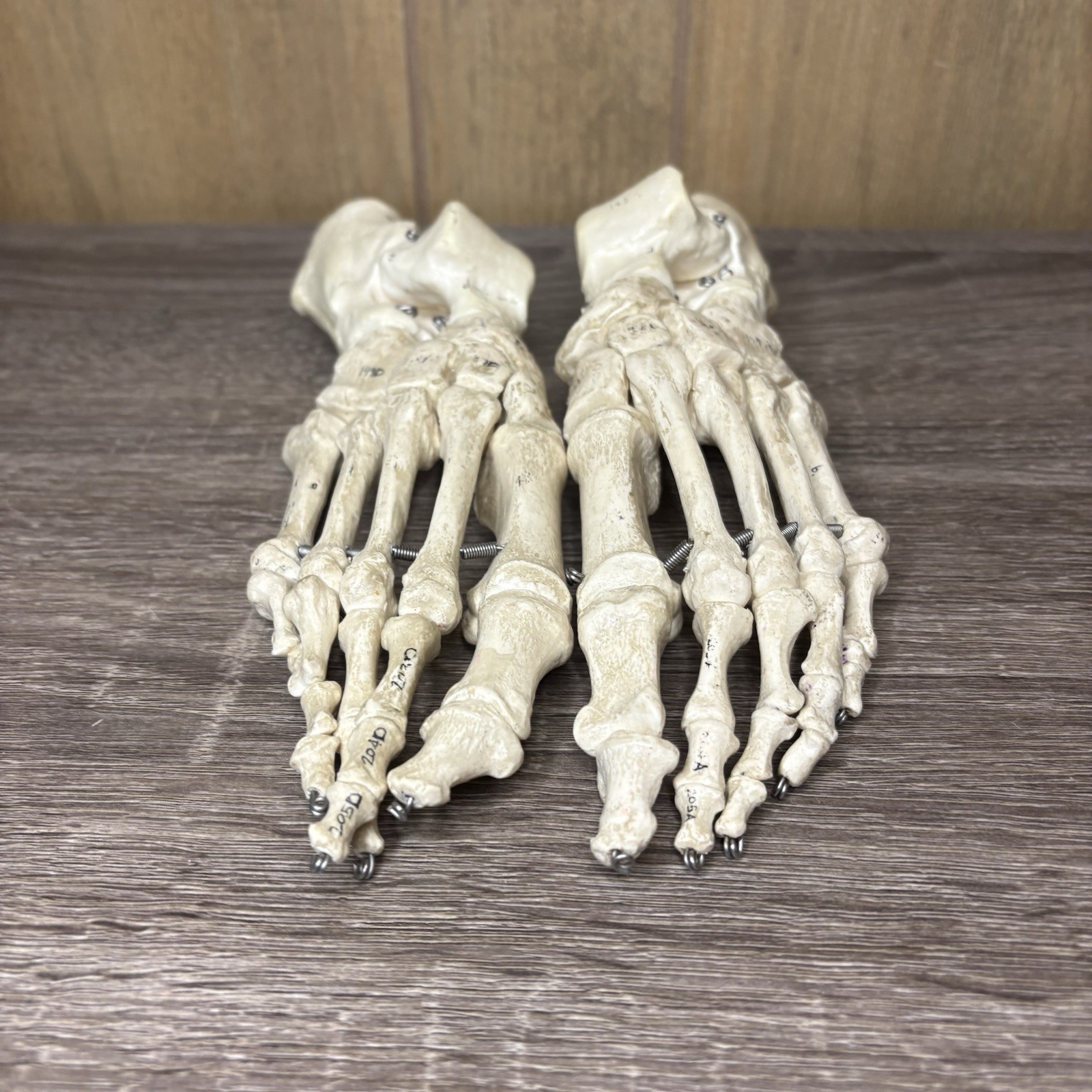 VTG Foot Feet Skeleton Anatomical Model Left Right Adult Podiatrist Med Student