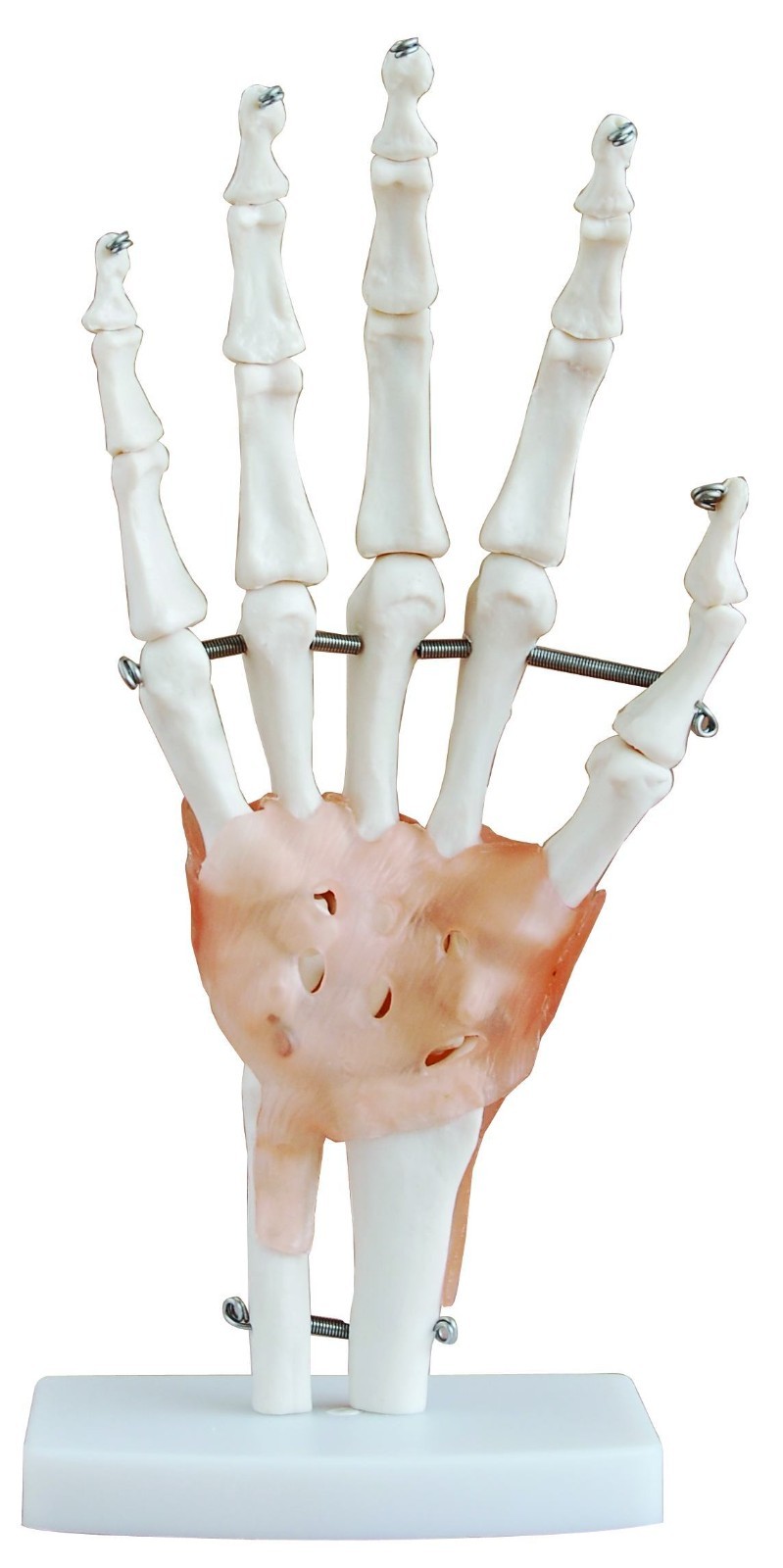 Ajanta Export Life-Size Hand Joint with Ligaments