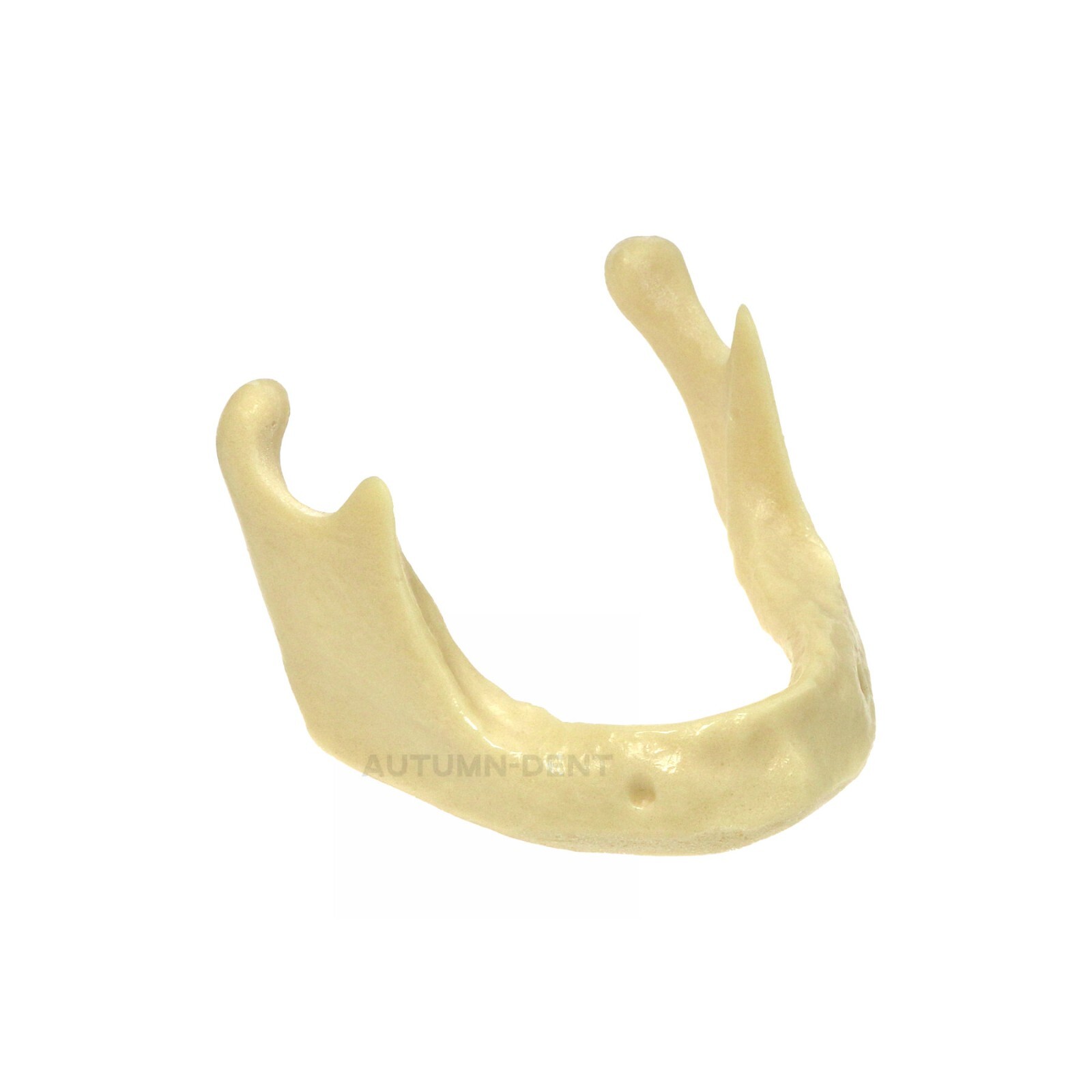 Dental Mandibular Implant Models Simulation Bone for Drilling Practice Training