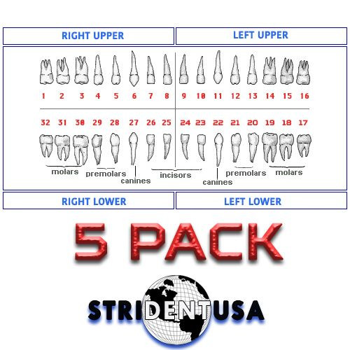 Ivorine Teeth For Typodont AG3 – 5 PACK Compatible with Frasaco AG3