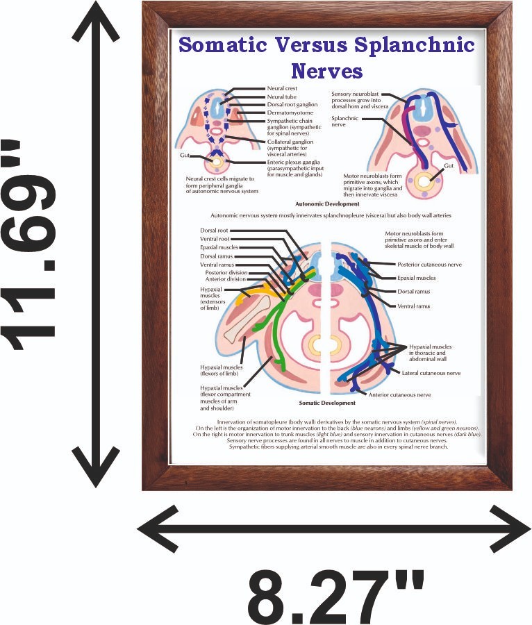 Somatic Versus Splanchnic Nerves Chart 12×18 inches