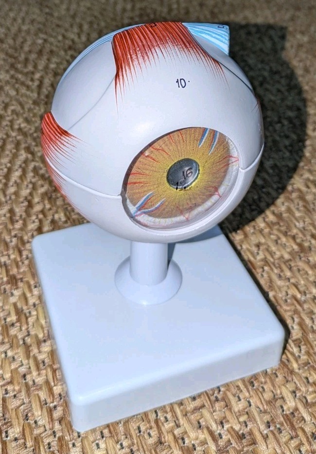 Scientific 3x Enlarged Human Eye Model Eyeball Anatomy Optometrist Complete 4 Pc