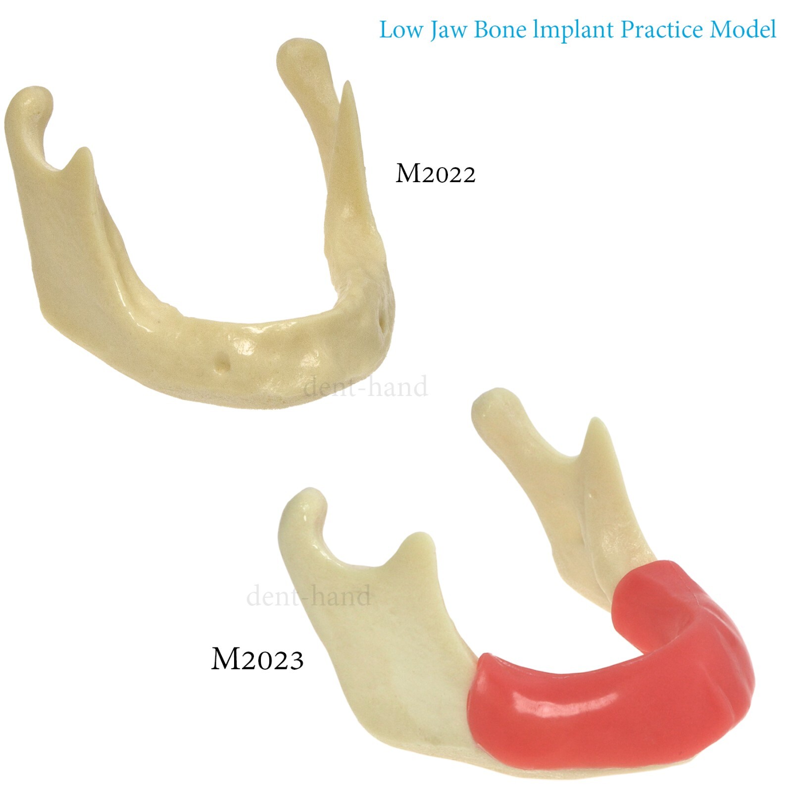 Dental Mandible Implant Jaw Bone Model For Practice Drilling M2022/2023