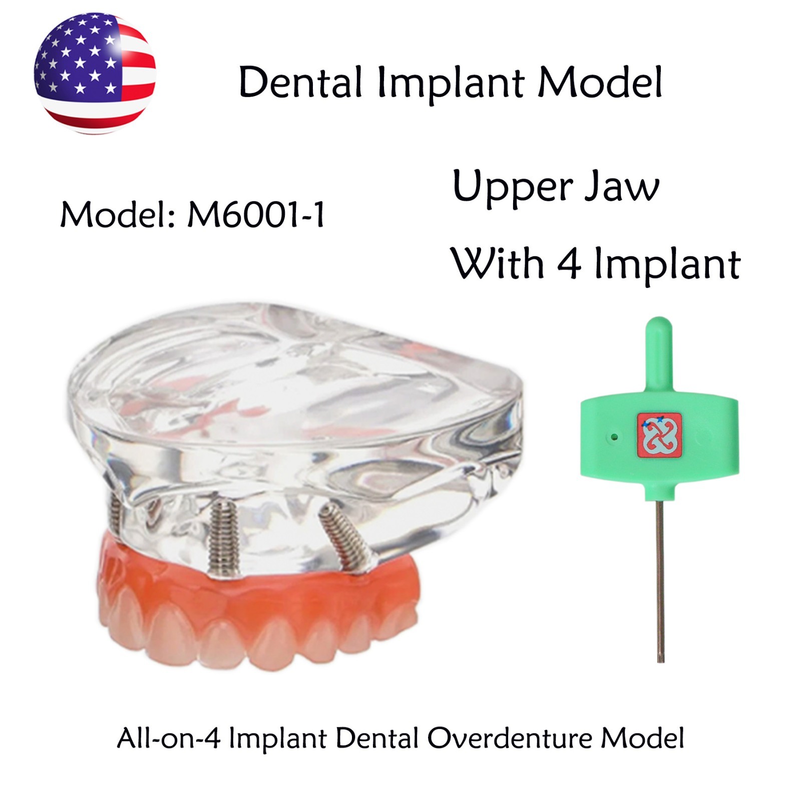 US Dental Implant Overdenture All-on-4 treatment Model Upper Jaw 4 Implant Clear