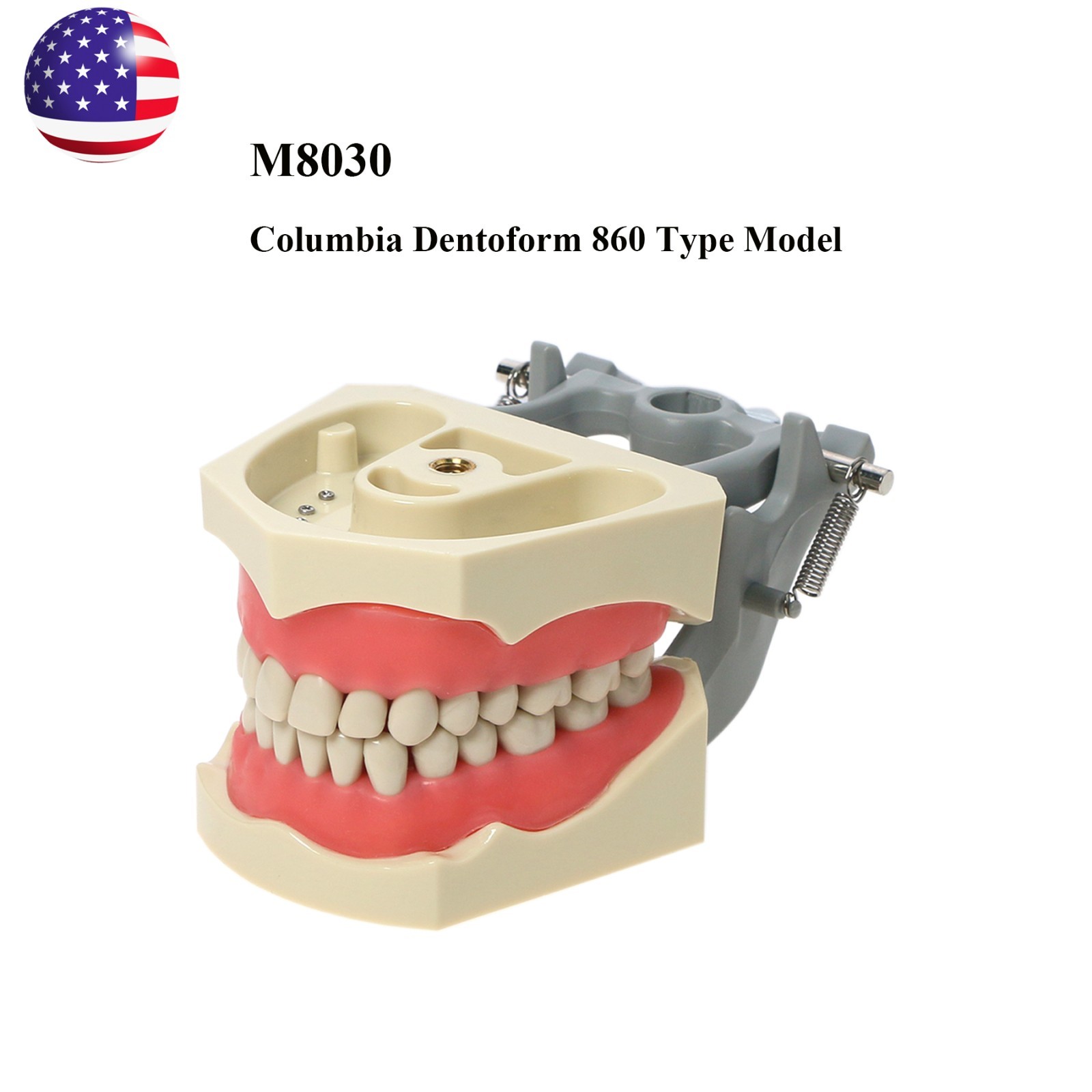 US Columbia 860 Type Dentoform Dental Typodont Model with 32Pcs Removable Teeth