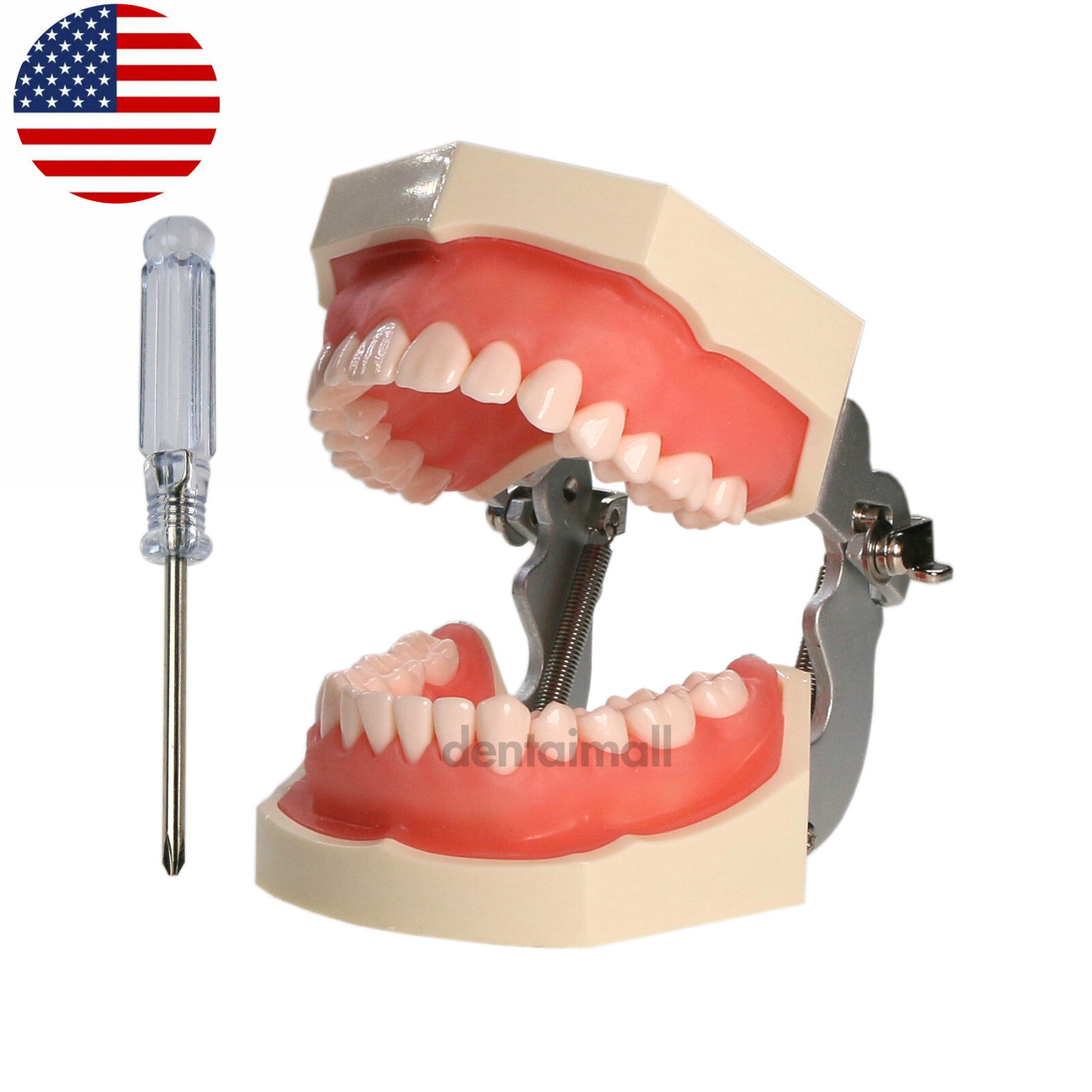 US Dental Typodont Teeth Model 28Pcs Teeth for Kilgore NISSIN 200 Type M8011D
