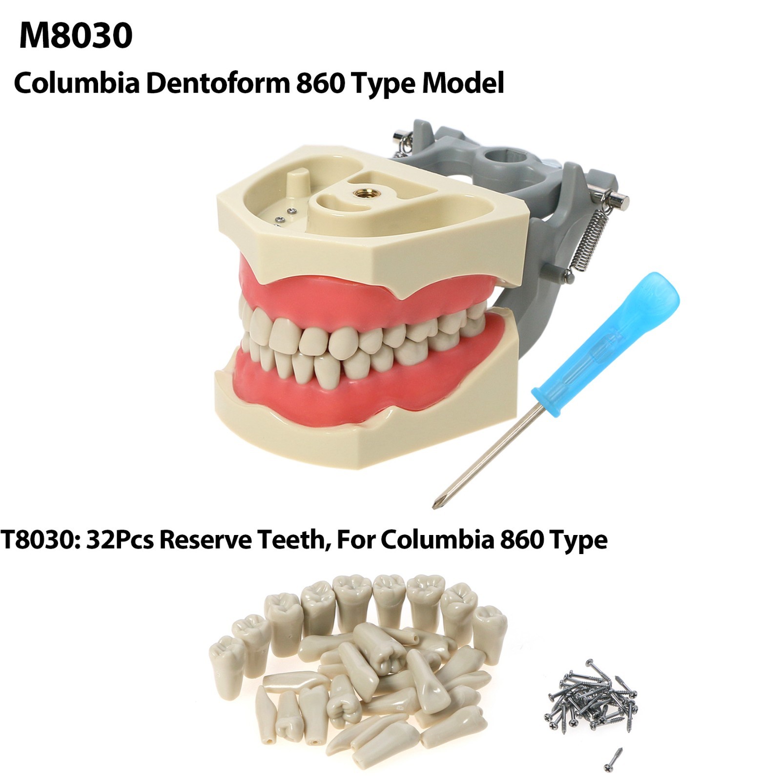 US Dental Typodont Model 28/32Pcs Teeth Fit Kilgore NISSIN 500/Columbia 860 Type