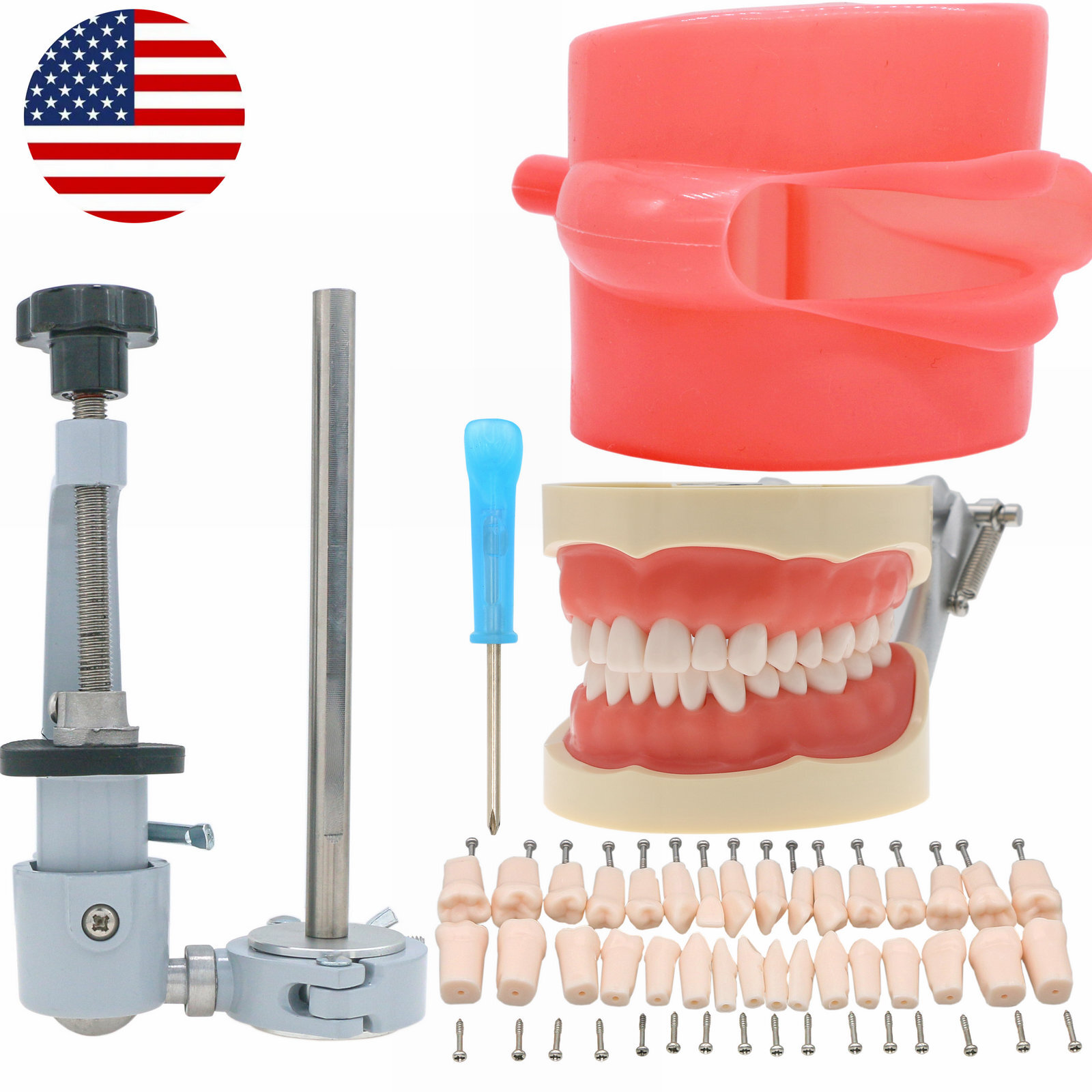 US Dental Typodont Teeth Model With Removable Teeth for Kilgore NISSIN 200 Type