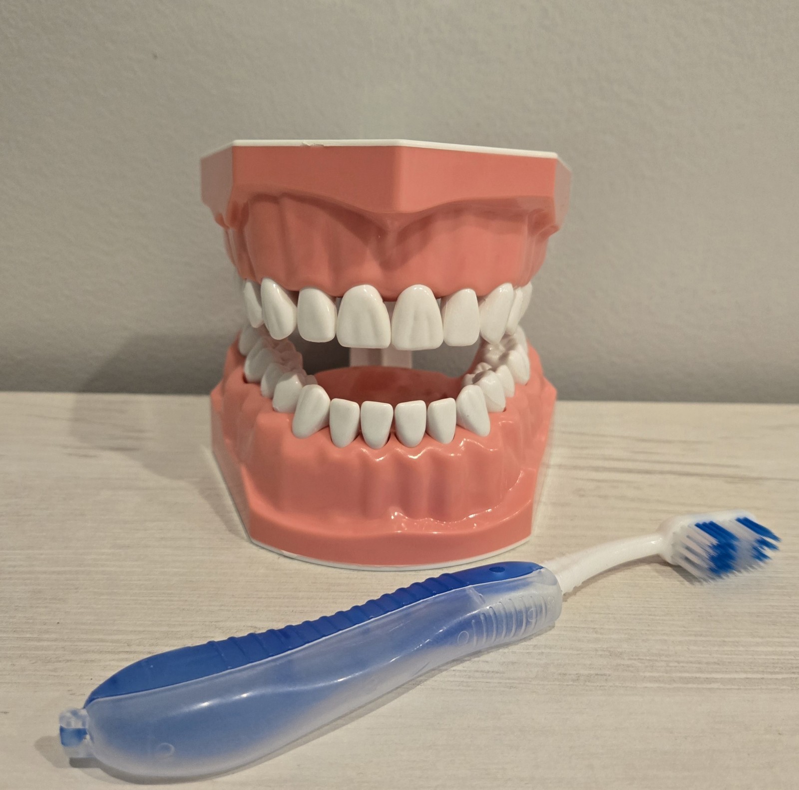 Hinged Dental Typodont Teeth Model with Toothbrush 1.5 Times Large