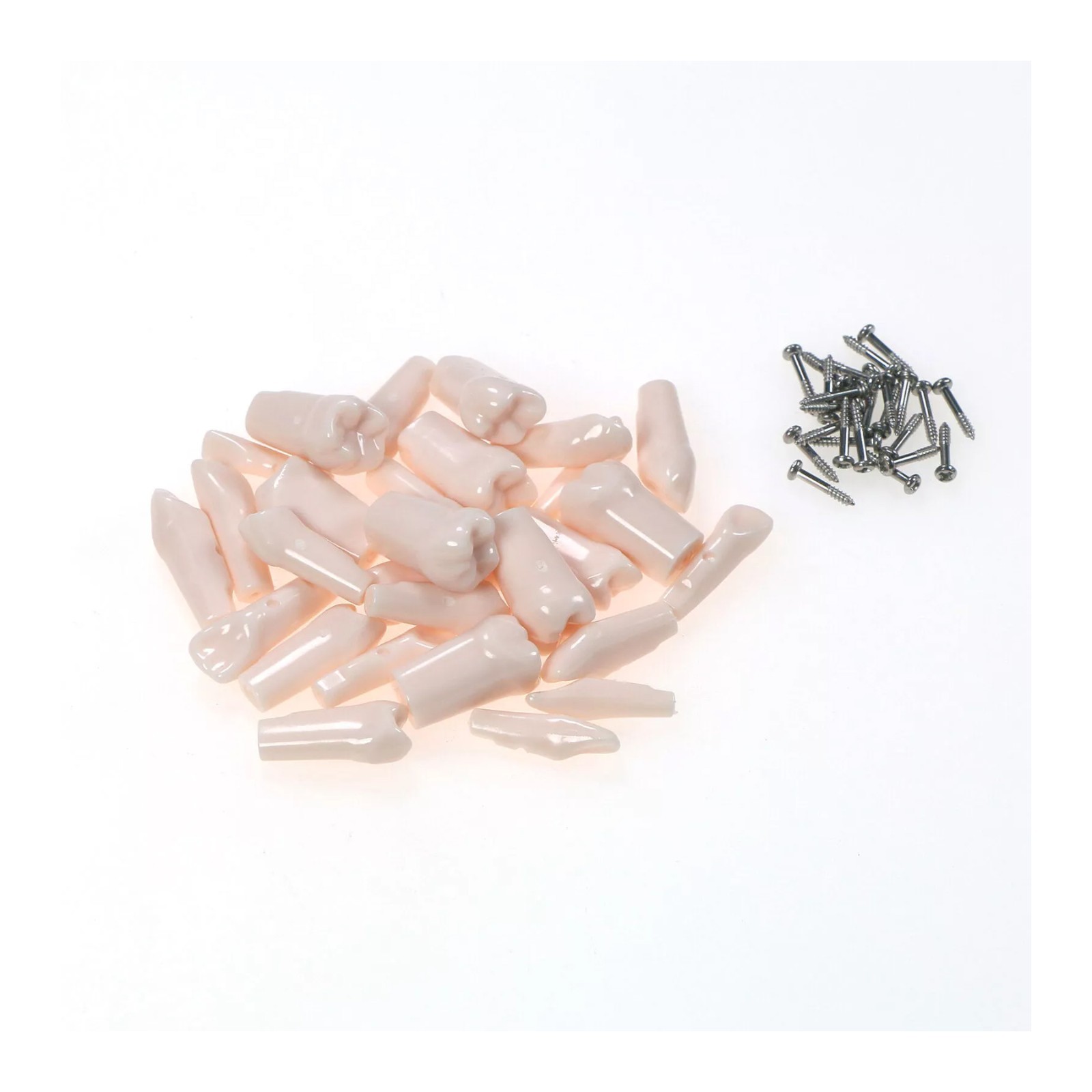 US Dental Typodont Model 28/32Pcs Teeth Fit Kilgore NISSIN 500/Columbia 860 Type