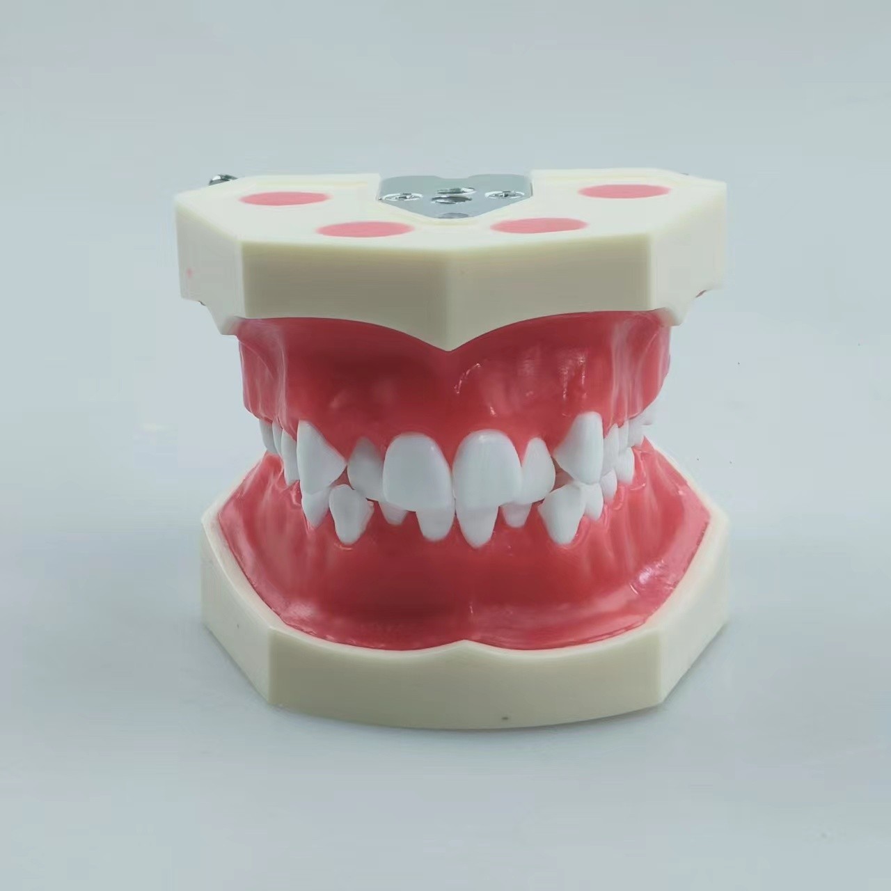 New Reusable Dental Practical Training Model/typodont/orthodontics Wax Model