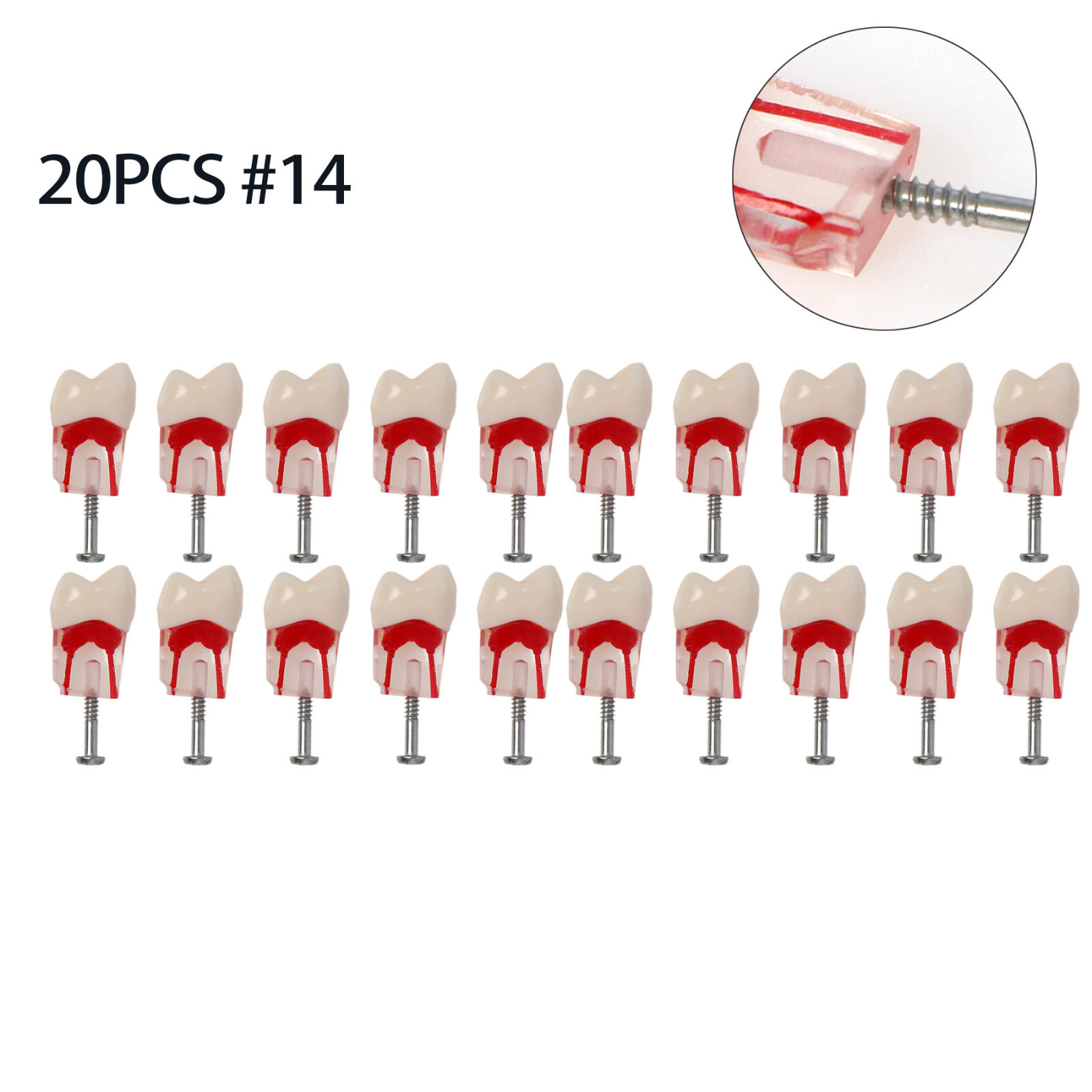 20PCS Kilgore Nissin Dental Endo Root Canal Practise Typodont Teeth 8006 #14