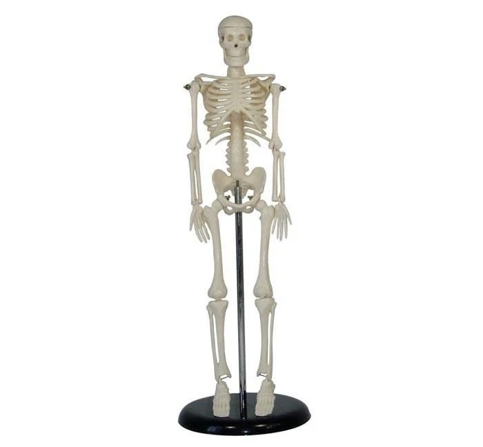 ConXport Mini Skeleton 42cm Tall