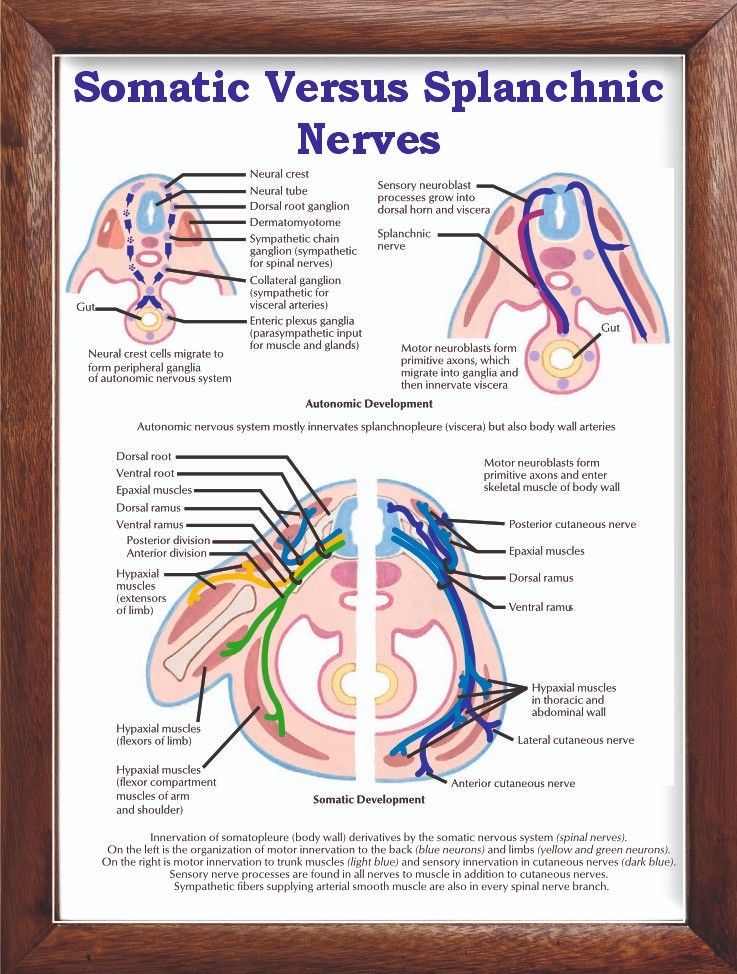 Somatic Versus Splanchnic Nerves Chart 12×18 inches
