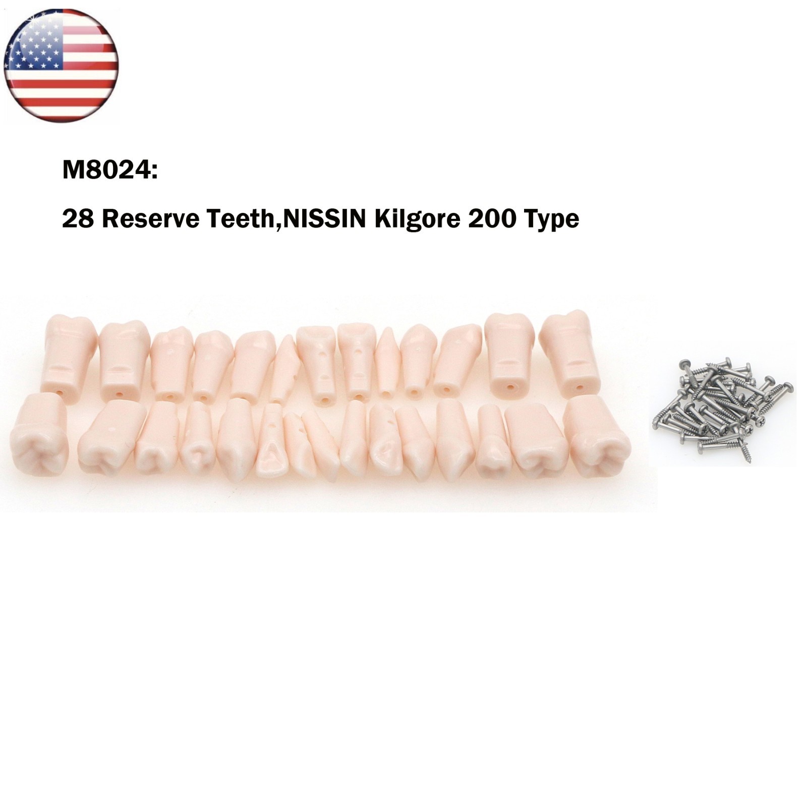 US Dental Typodont Model 28/32Pcs Teeth Fit Kilgore NISSIN 500/Columbia 860 Type