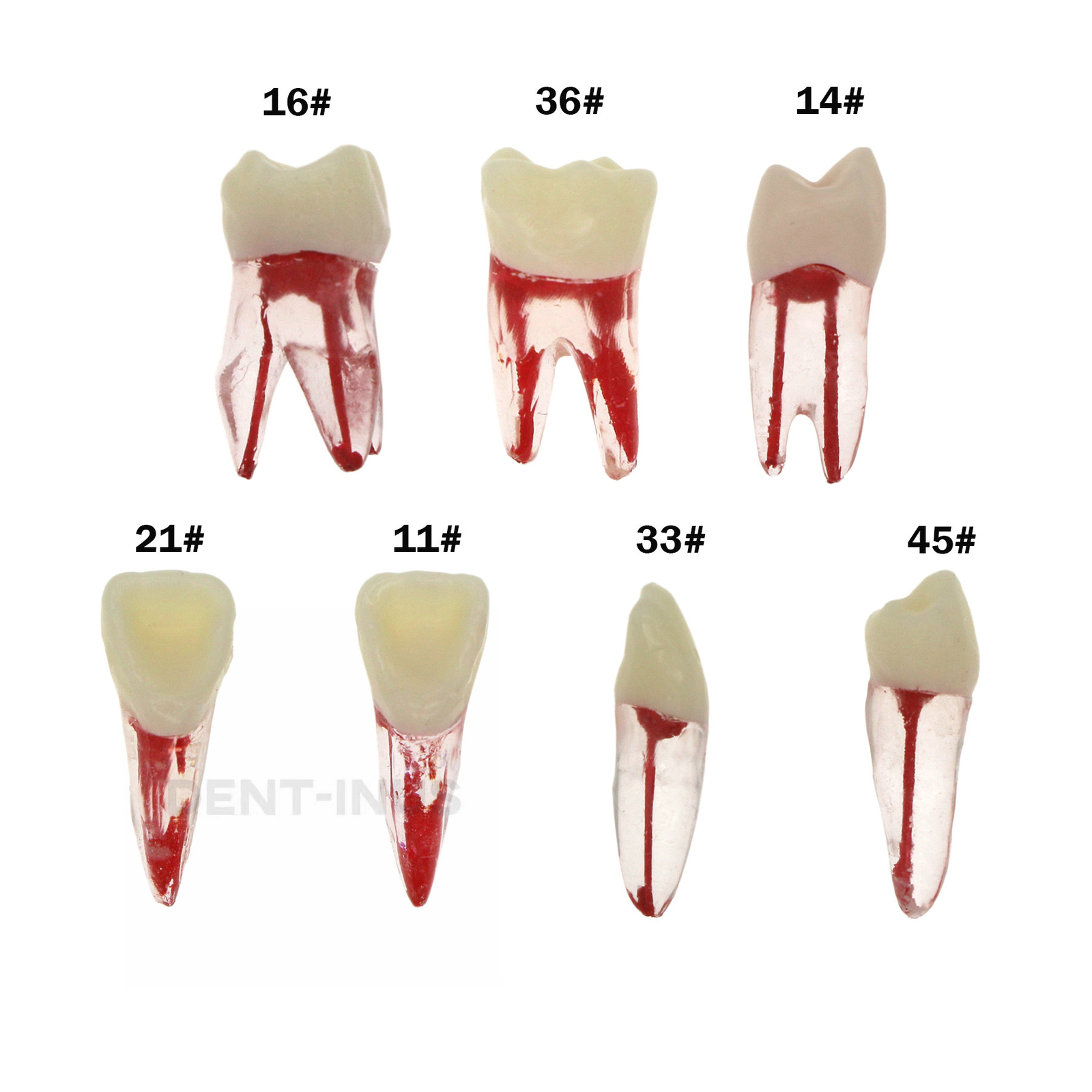 7 Sizes Dental Endodontic Root Canal RCT Practice Endo Teeth Model Pulp Study