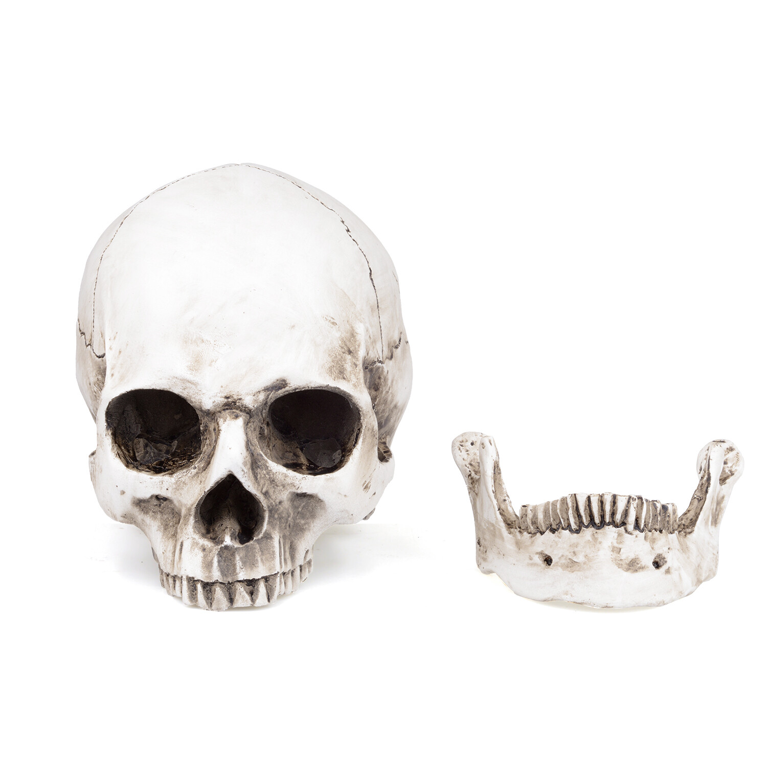 1:1 Retro Realistic HumanSkull Replica Resin Anatomical Model Removable Chin/Jaw