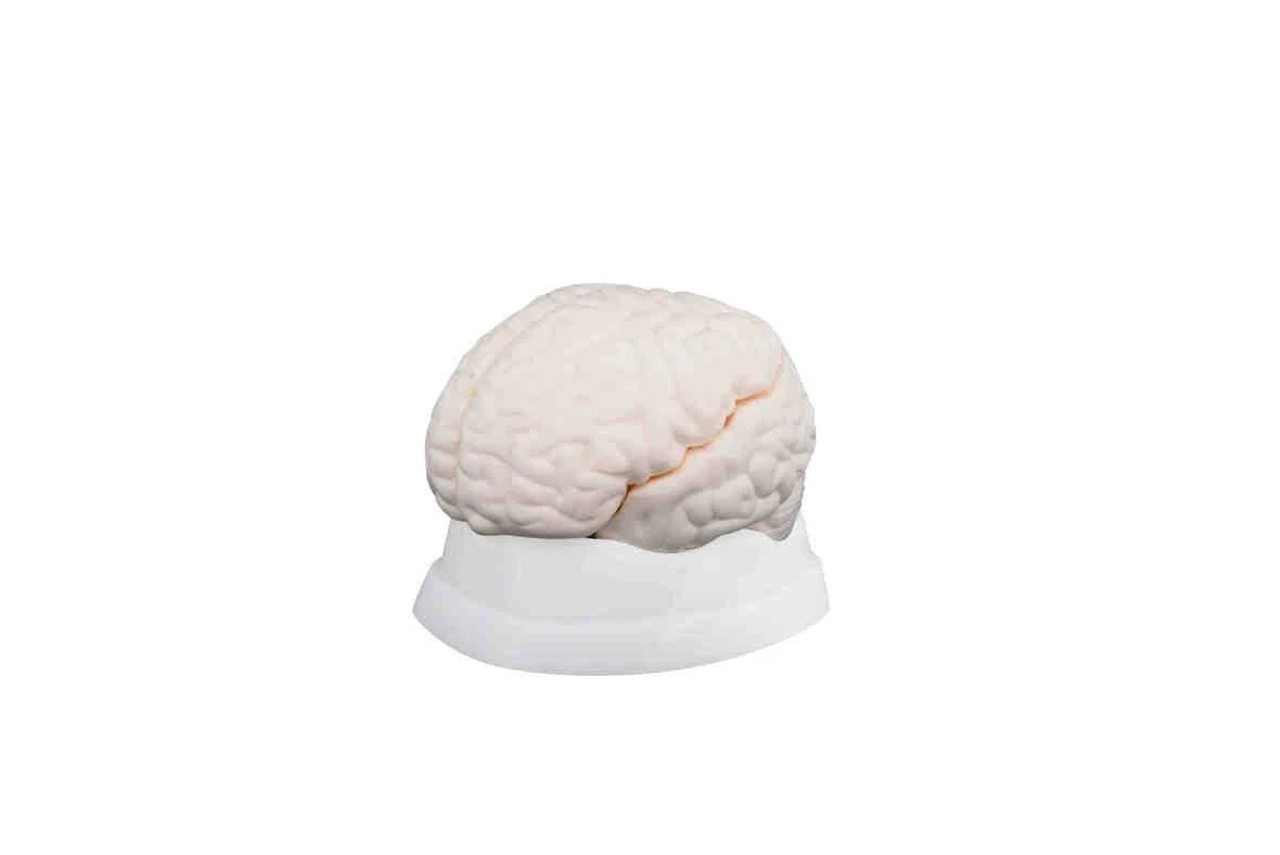 Life-Size Human Brain Model (3 Parts) for Medical & Anatomy Study